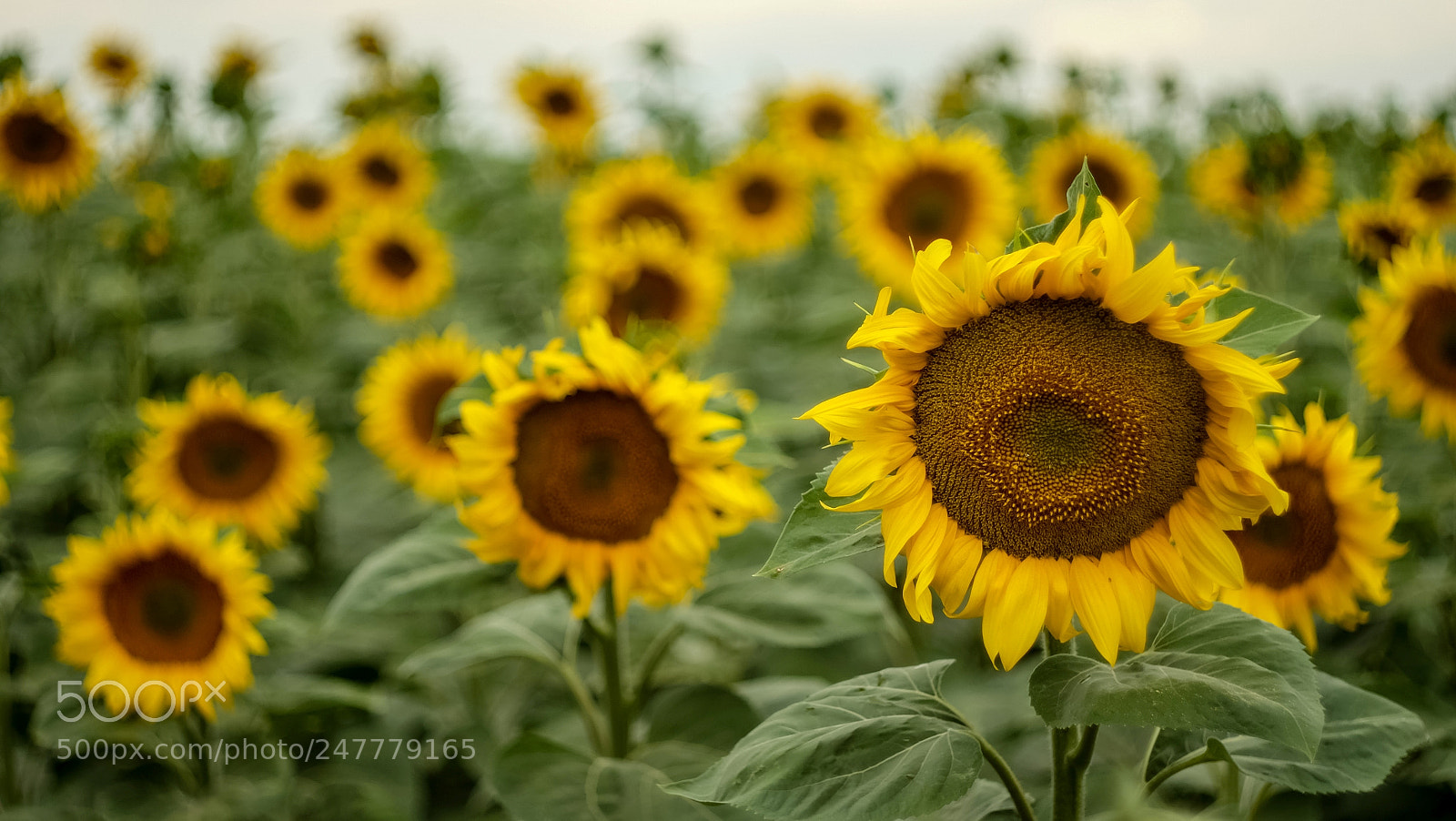 Fujifilm X-A1 sample photo. Sunflowers photography