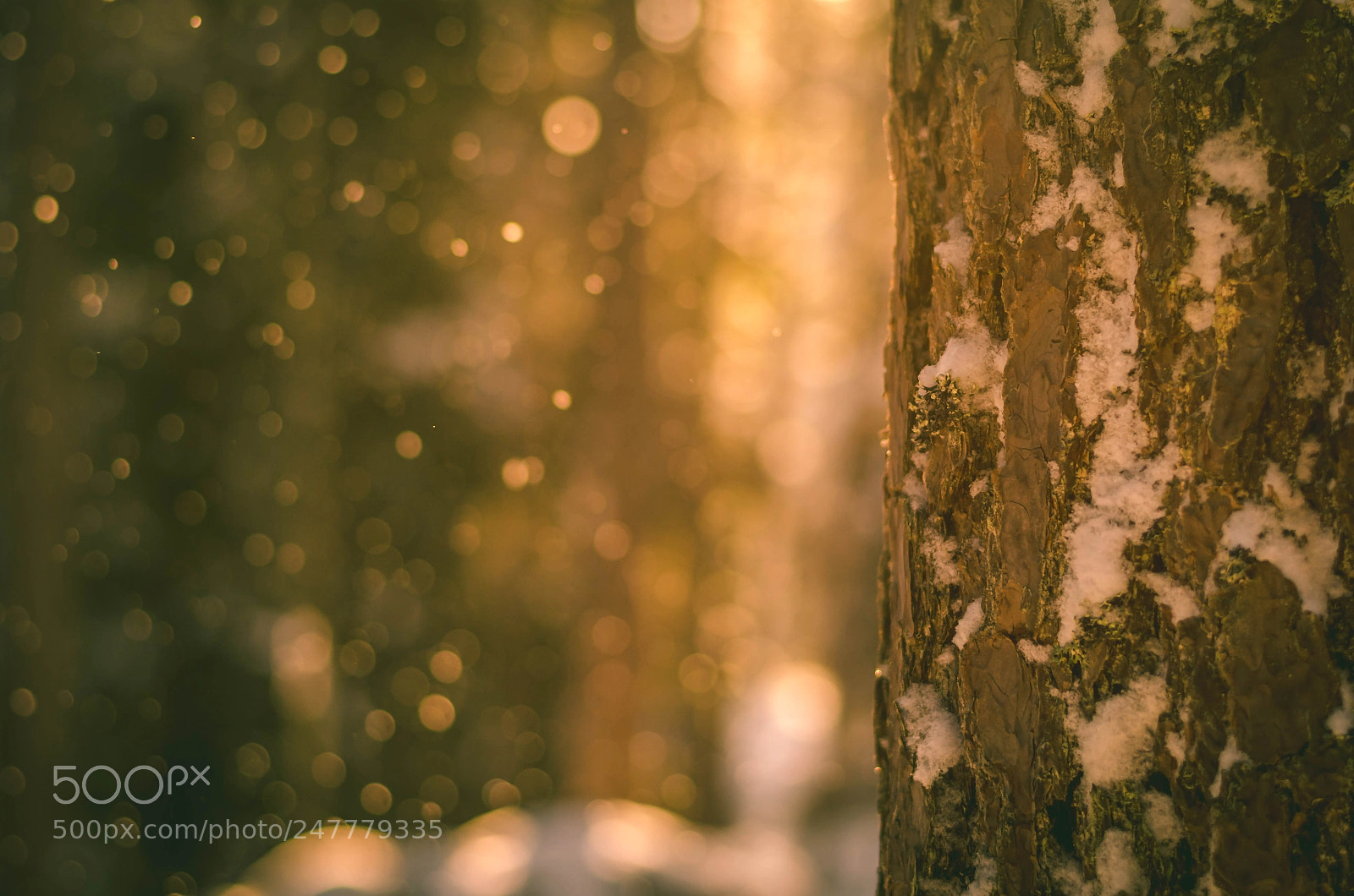 Nikon D5100 sample photo. Snow cryslats photography