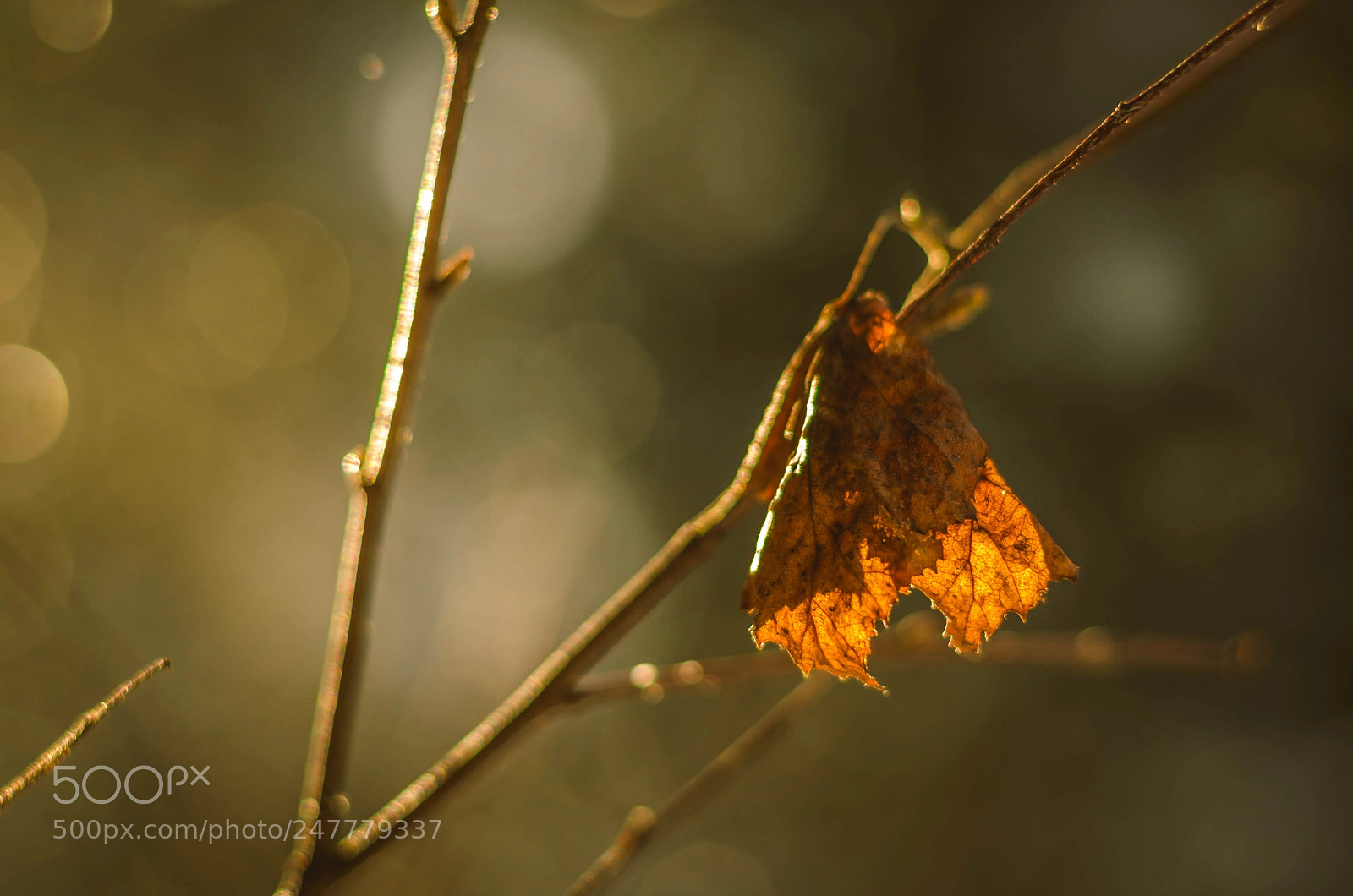 Nikon D5100 sample photo. Standing alone photography