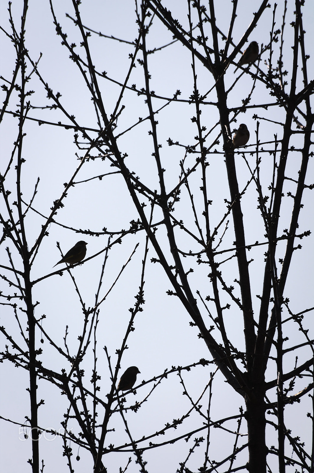 Canon EOS 1100D (EOS Rebel T3 / EOS Kiss X50) + Sigma 70-300mm F4-5.6 APO DG Macro sample photo. Bird gang photography