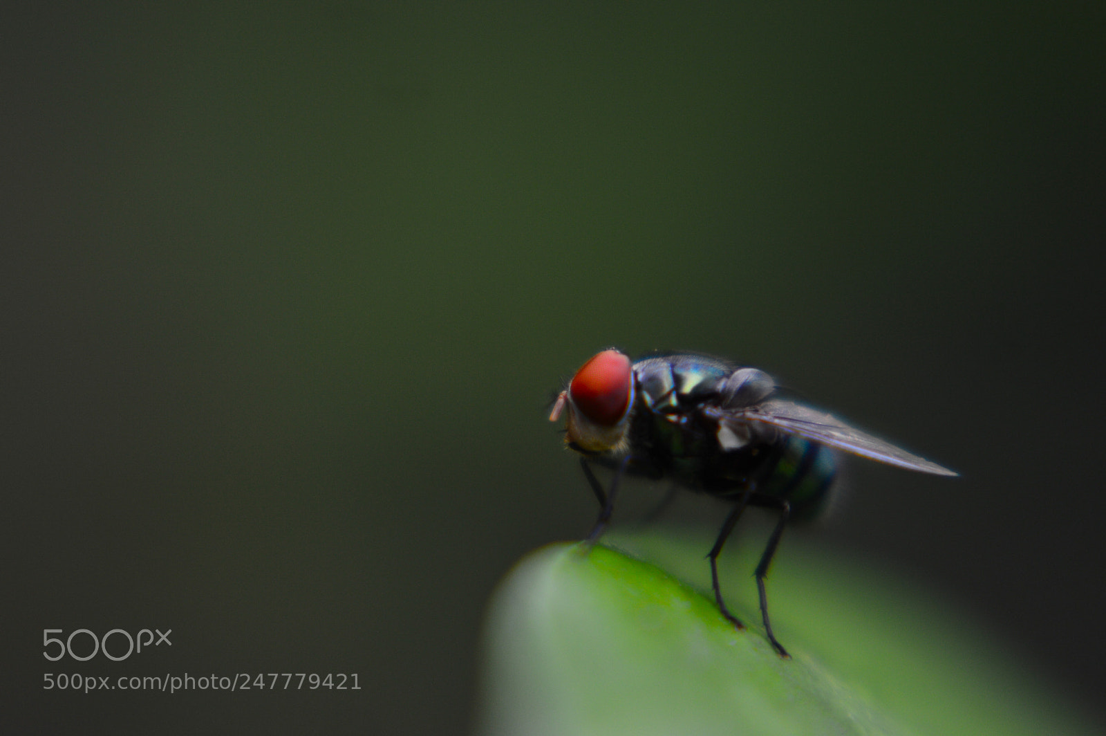 Nikon D3200 sample photo. "fly, fly away" photography