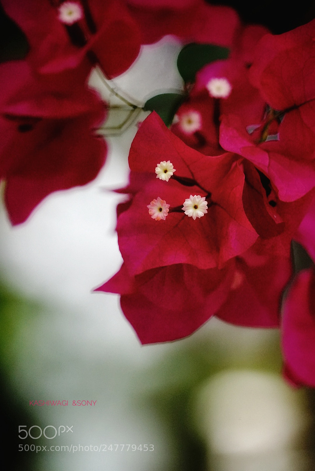 Sony a7 II sample photo. Untitled photography