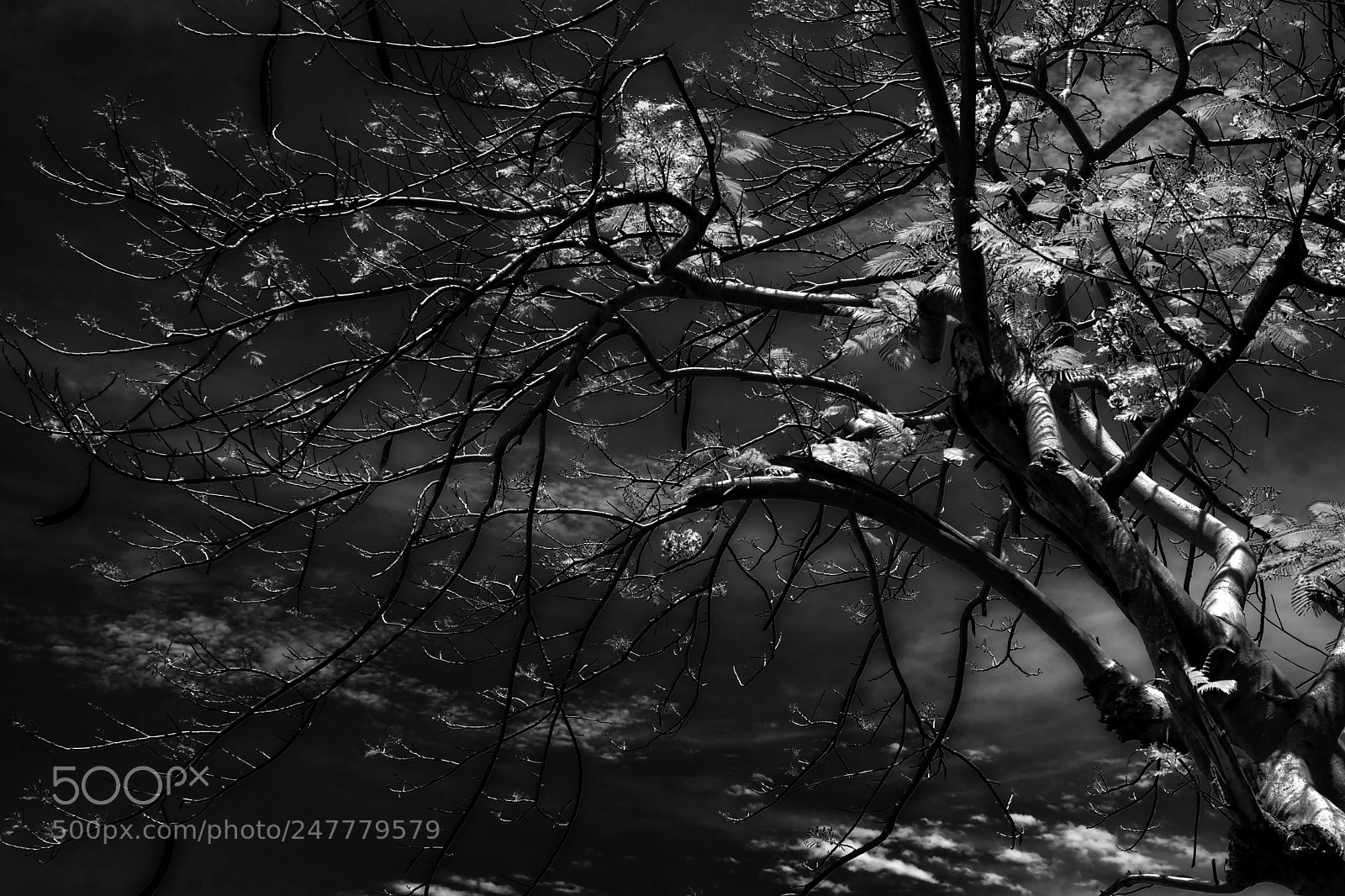Sony Alpha NEX-7 sample photo. The tree on the photography