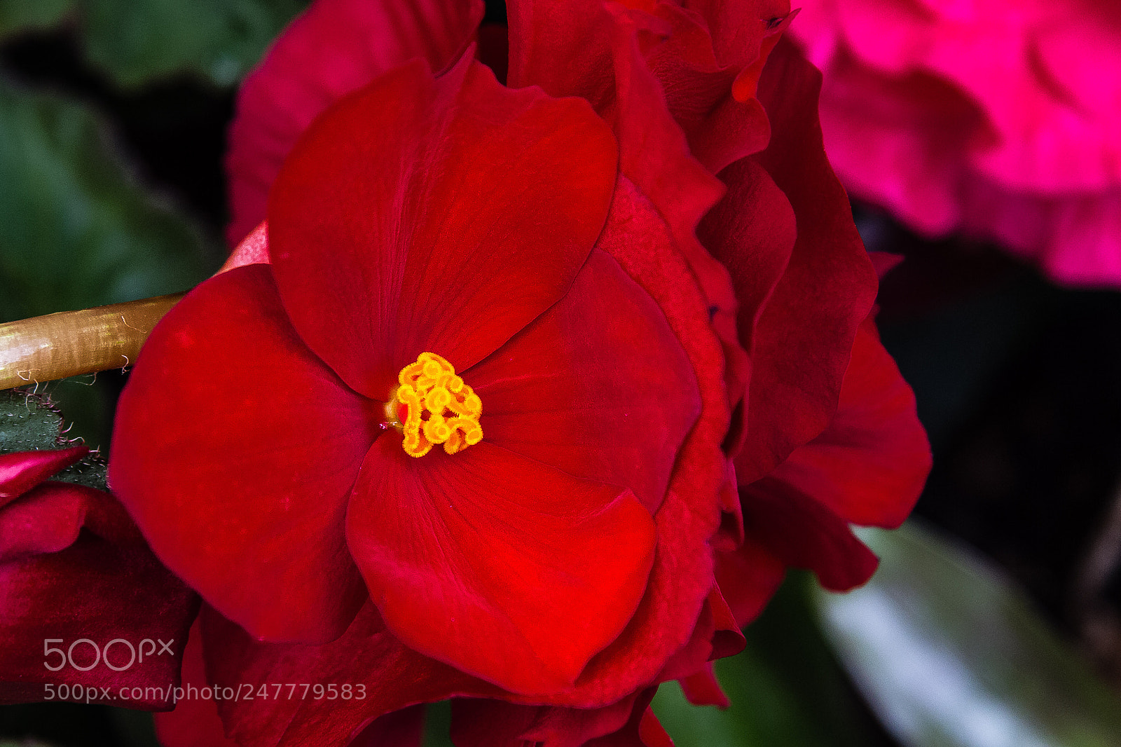 Canon EOS 60D sample photo. Begonia 'mrs elizabeth mclaughlin' photography
