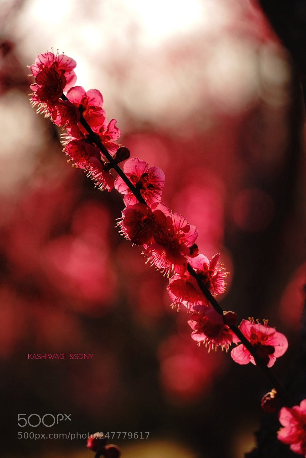 Sony a7 II sample photo. Red plum of sunset photography