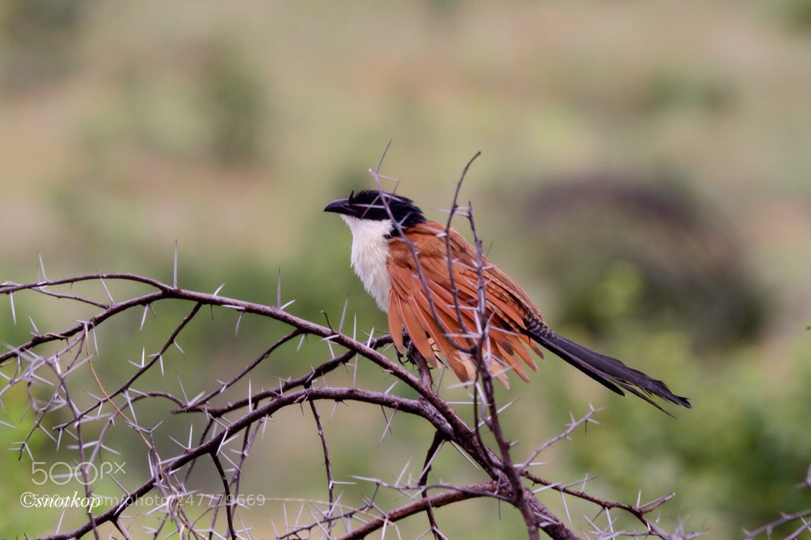 Canon EOS 7D sample photo. The rain bird .....burchells photography