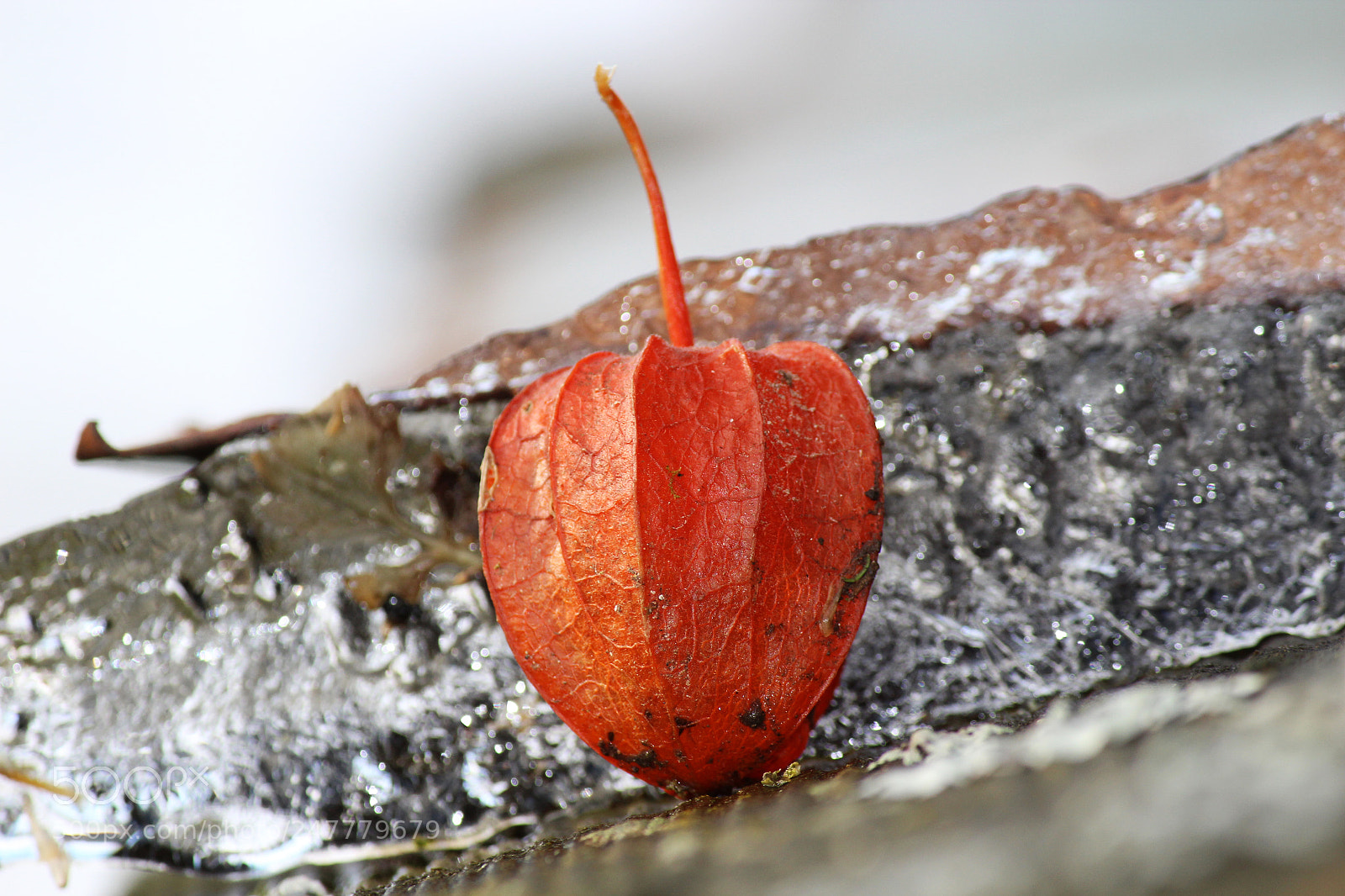 Canon EOS 600D (Rebel EOS T3i / EOS Kiss X5) sample photo. Ice art photography