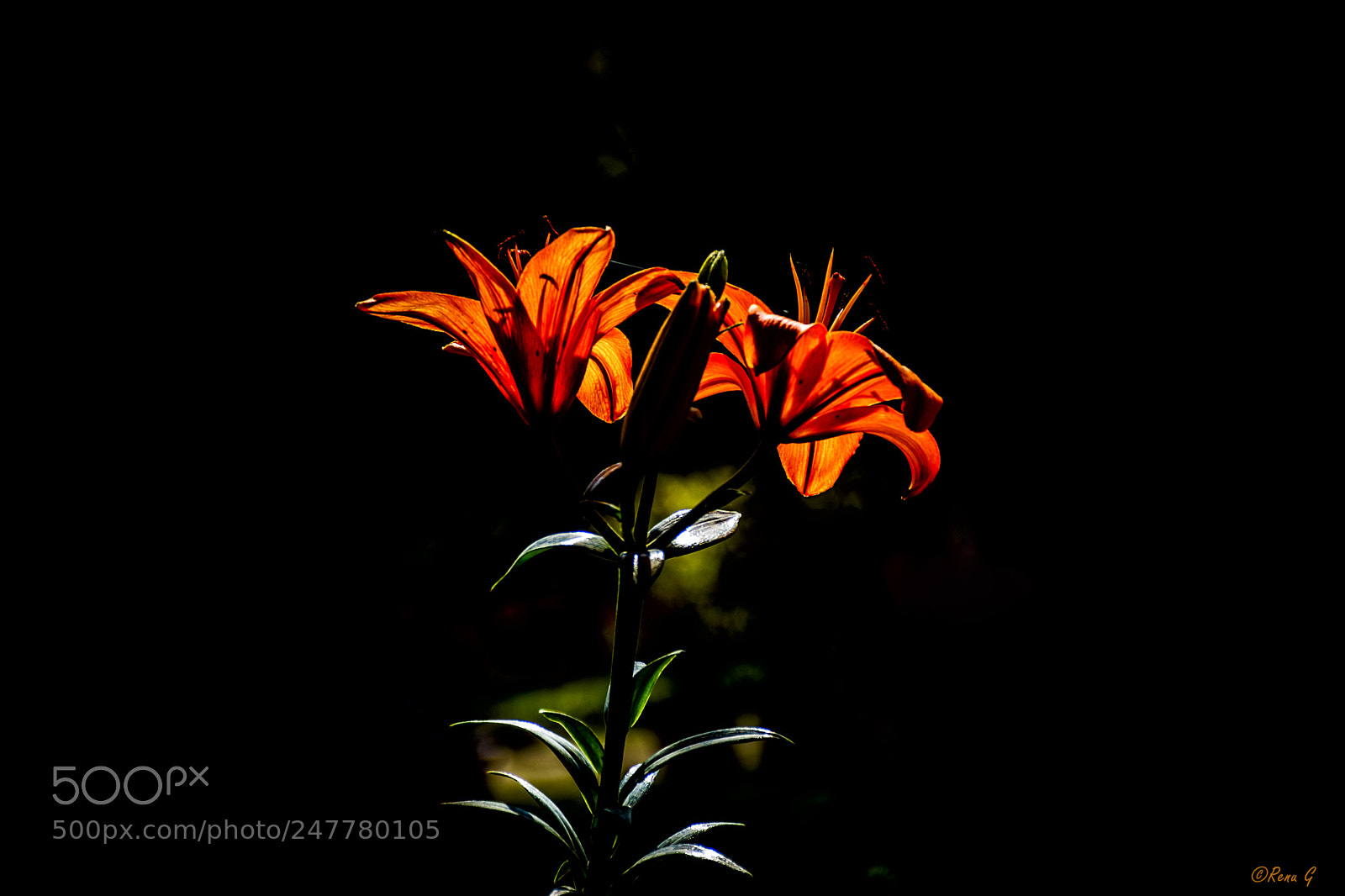 Nikon D5200 sample photo. Blossomed lily photography