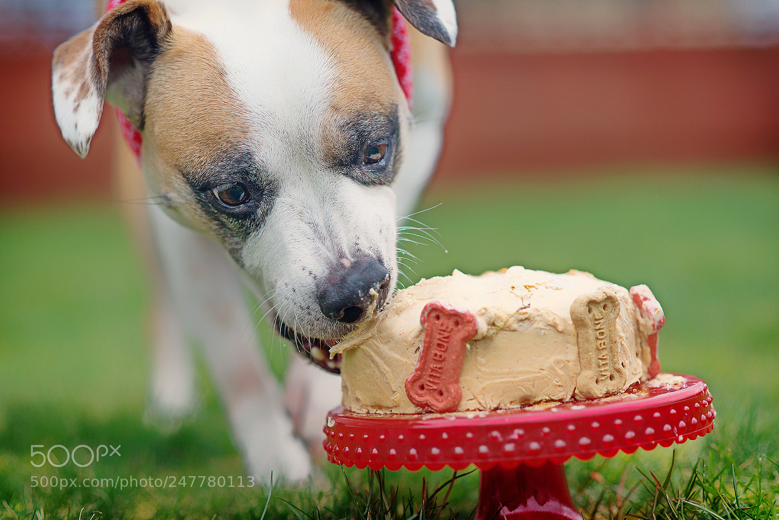 Nikon D600 sample photo. Birthday cake photography