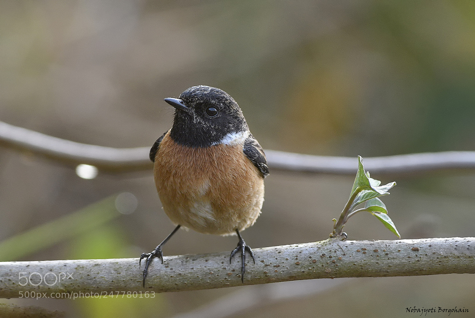 Nikon D500 sample photo. Common stonechat photography
