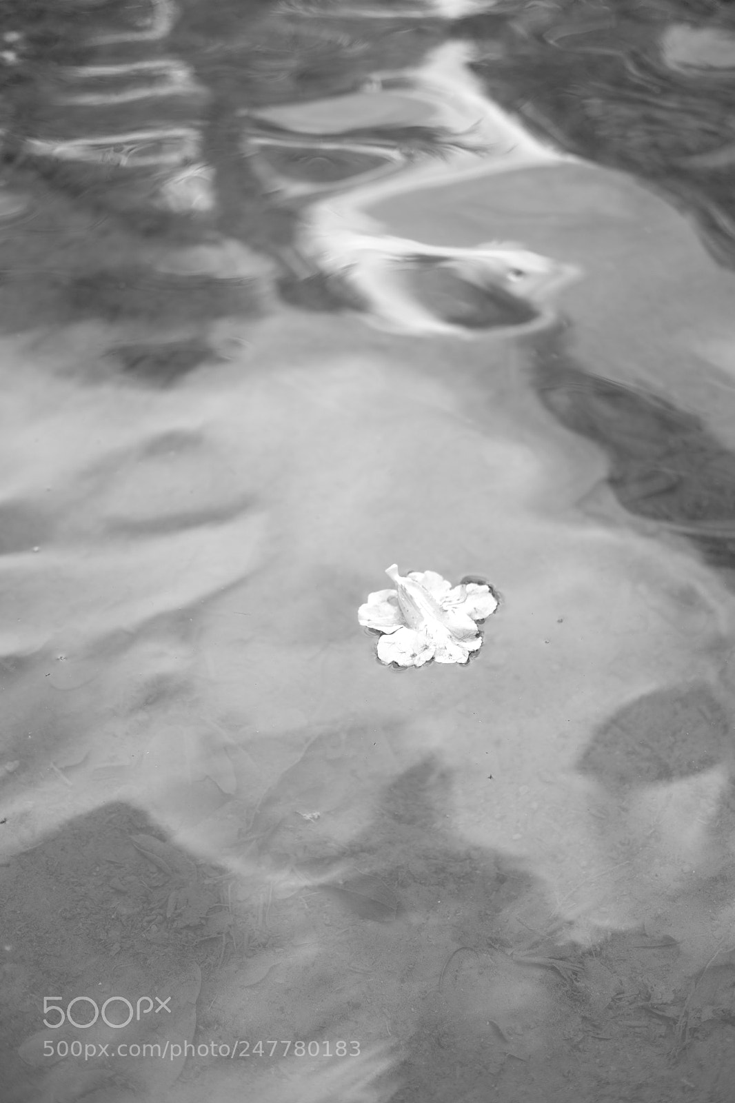 Fujifilm X-T10 sample photo. Wilted photography