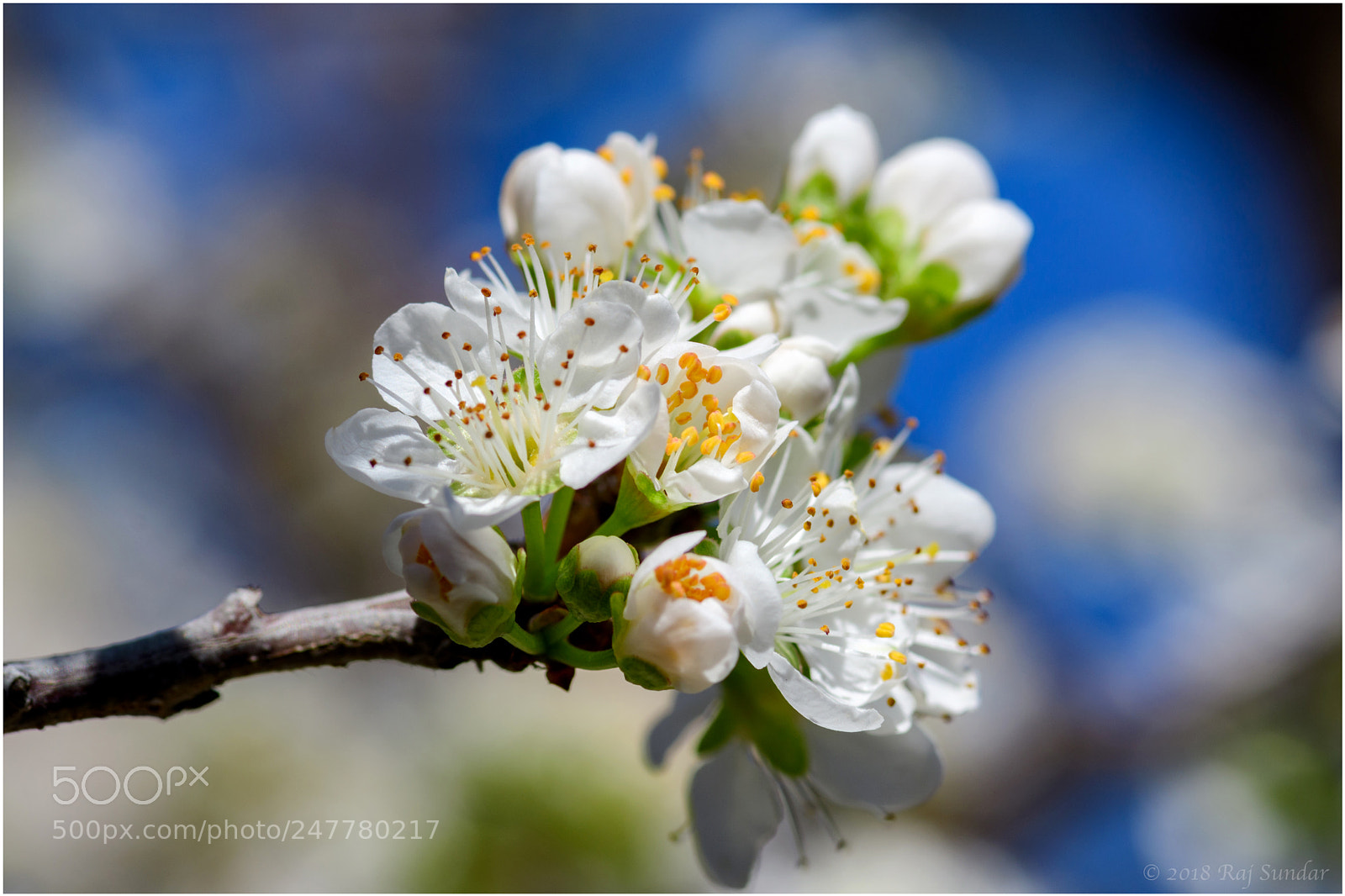 Nikon D500 sample photo. Plum blossom photography