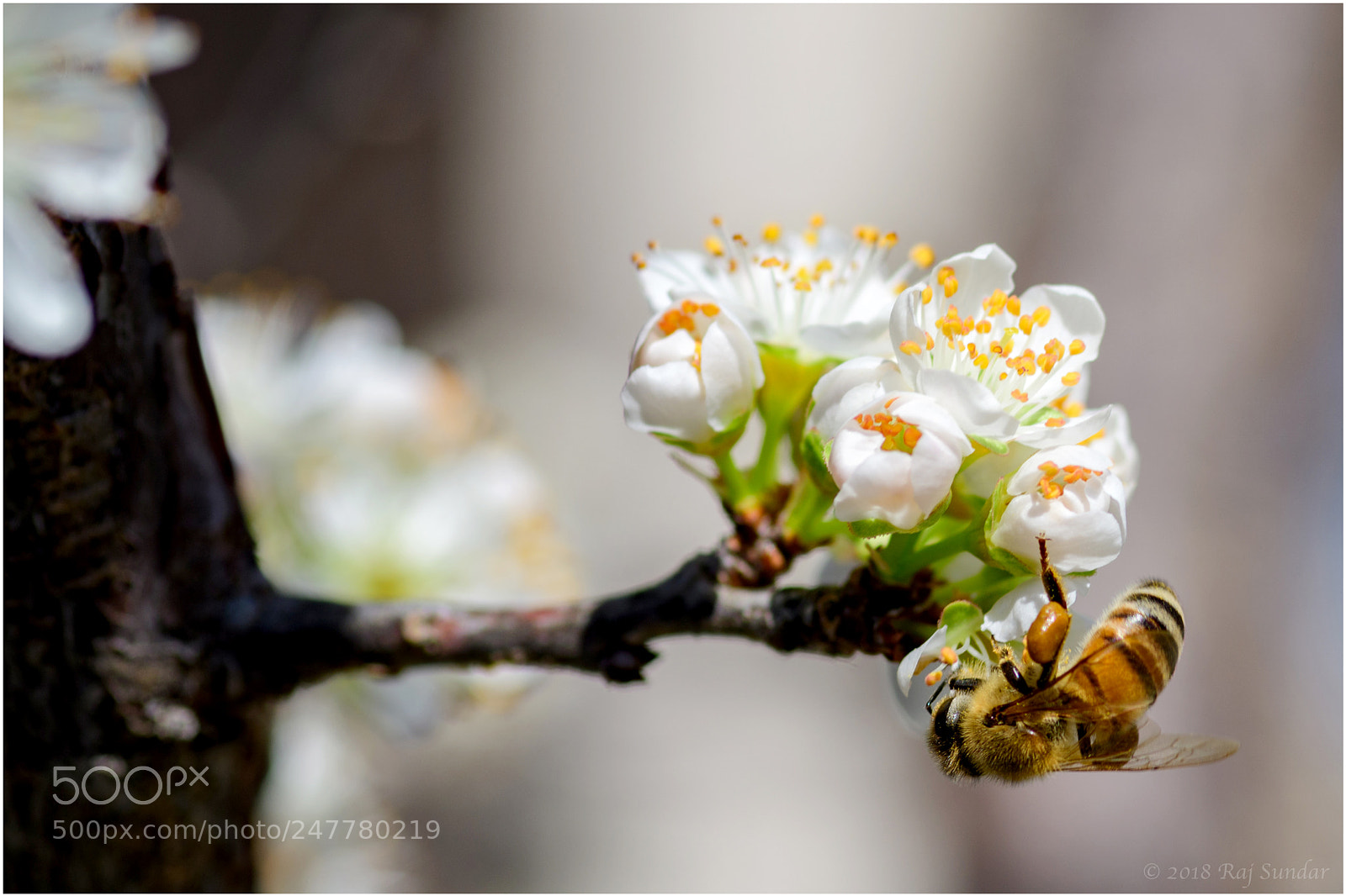 Nikon D500 sample photo. Plum blossom photography