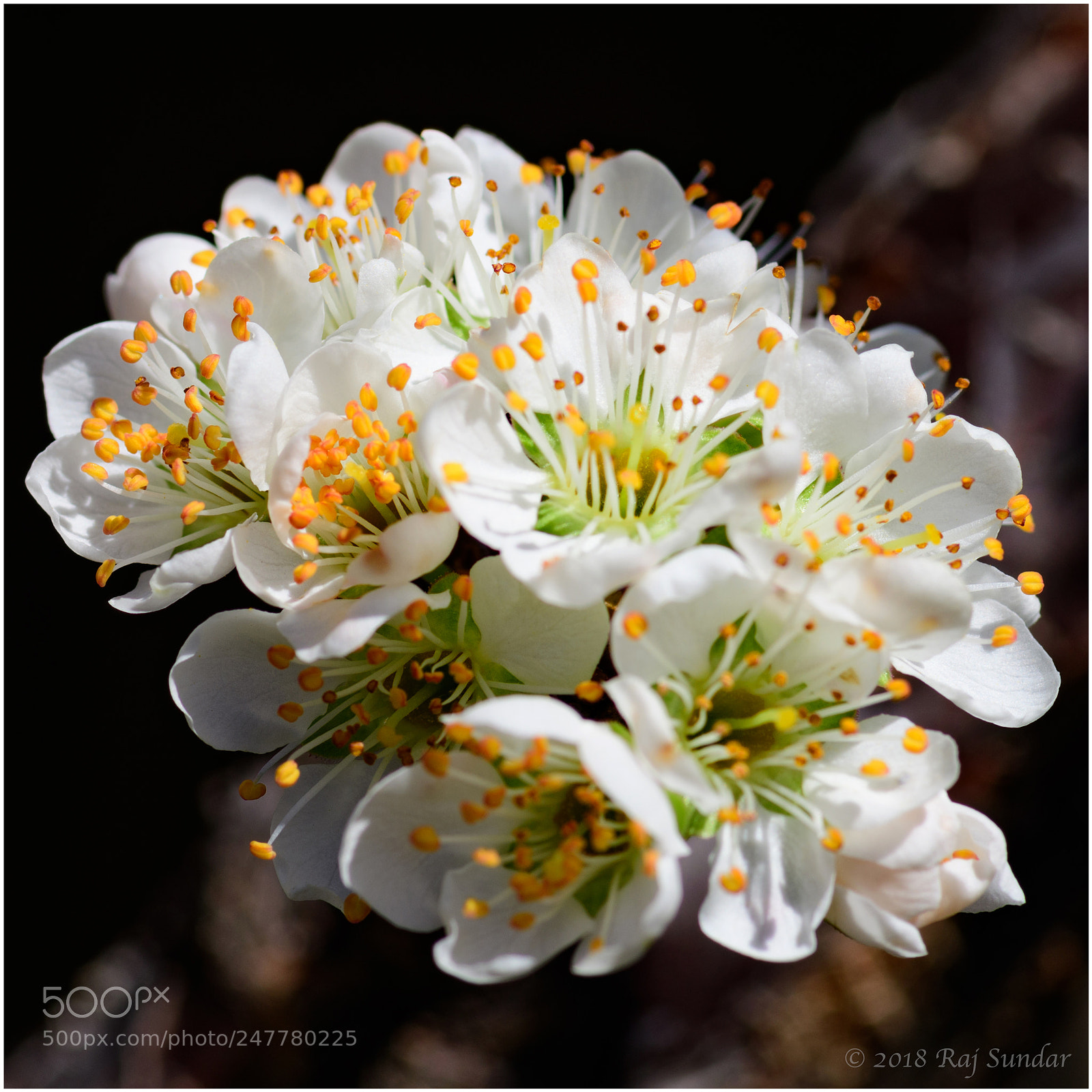 Nikon D500 sample photo. Plum blossom photography