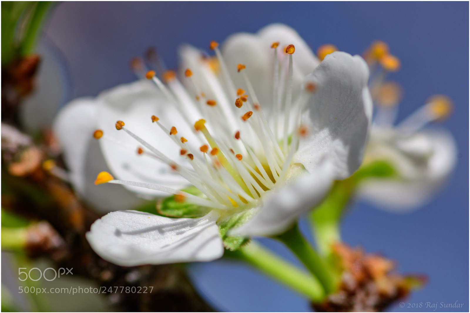 Nikon D500 sample photo. Plum blossom photography