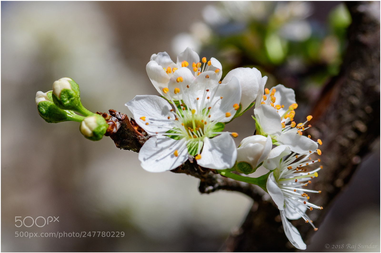 Nikon D500 sample photo. Plum blossom photography