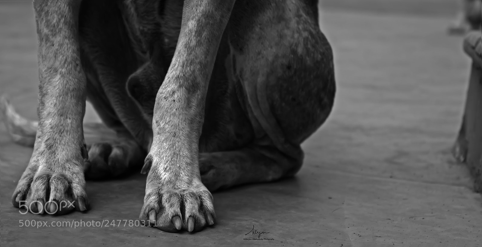 Canon EOS 700D (EOS Rebel T5i / EOS Kiss X7i) sample photo. Dog photography