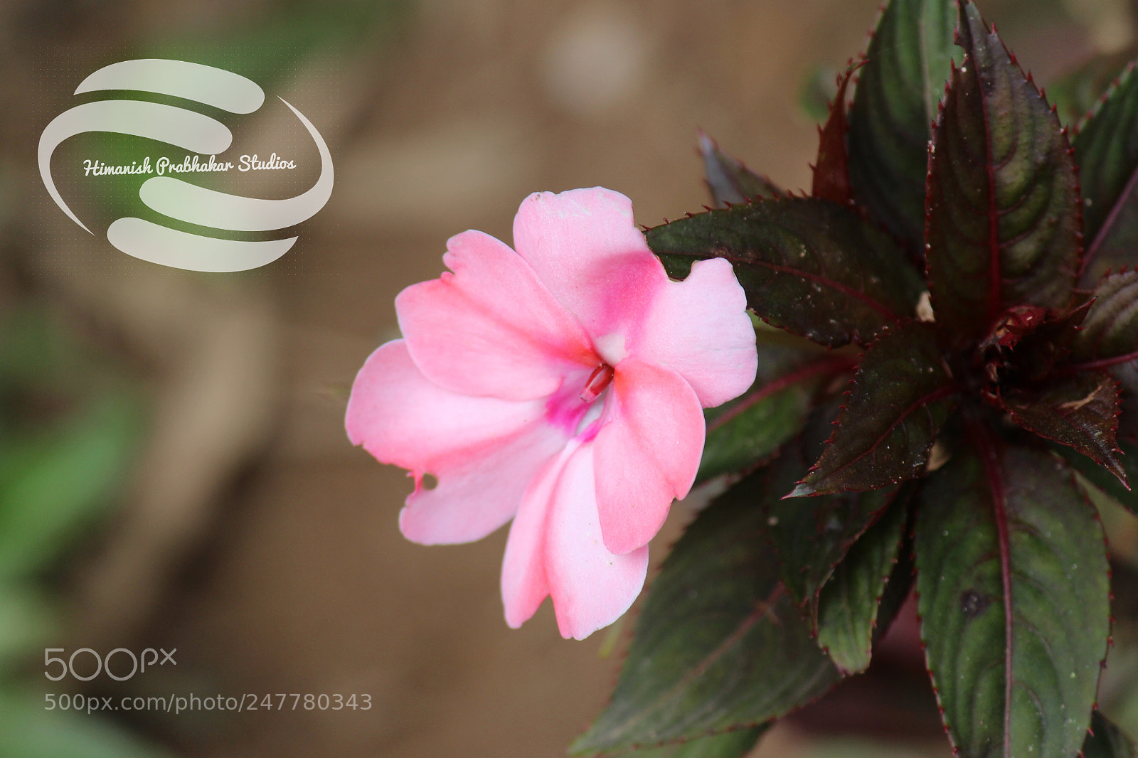 Canon EOS 700D (EOS Rebel T5i / EOS Kiss X7i) sample photo. Faded pink buddy photography