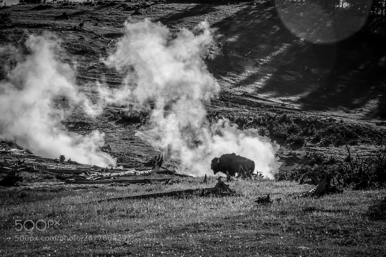 Canon EOS 1200D (EOS Rebel T5 / EOS Kiss X70 / EOS Hi) sample photo. Bison in yellowstone photography