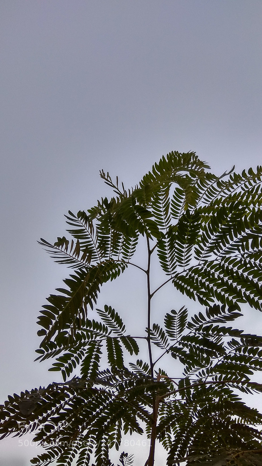Xiaomi Redmi Note 4 sample photo. The leaf photography