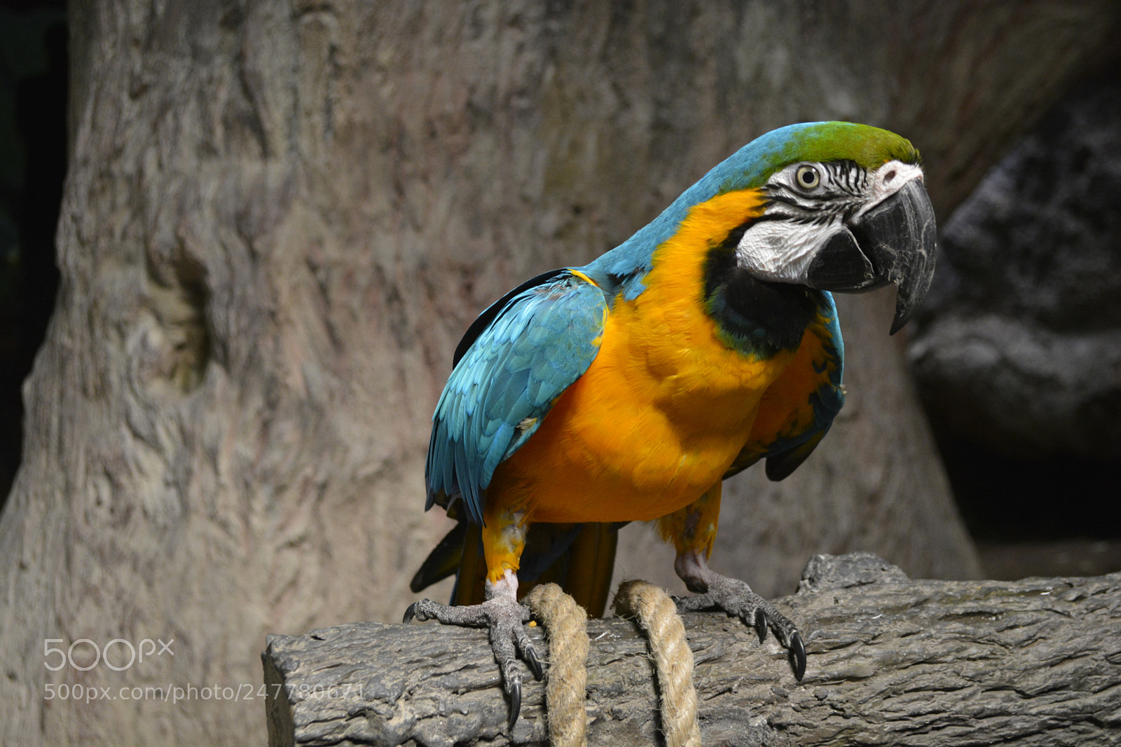 Nikon D5200 sample photo. Guacamayo azul amarillo photography