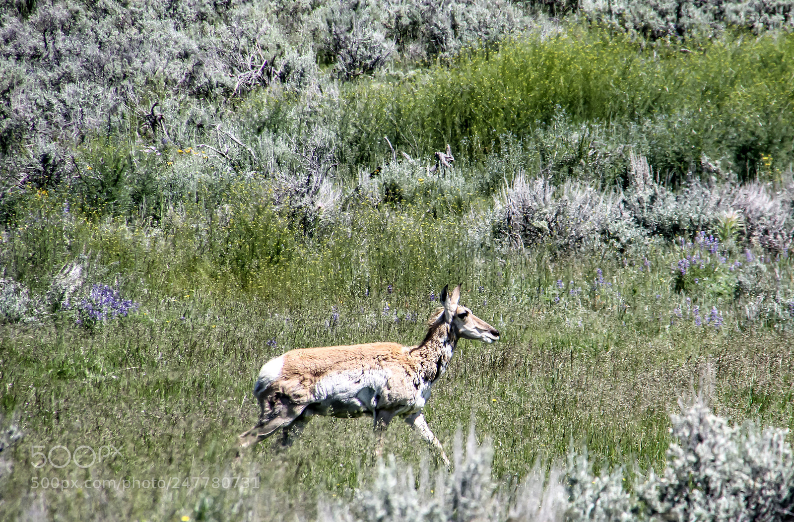 Canon EOS 1200D (EOS Rebel T5 / EOS Kiss X70 / EOS Hi) sample photo. Pronghorn photography