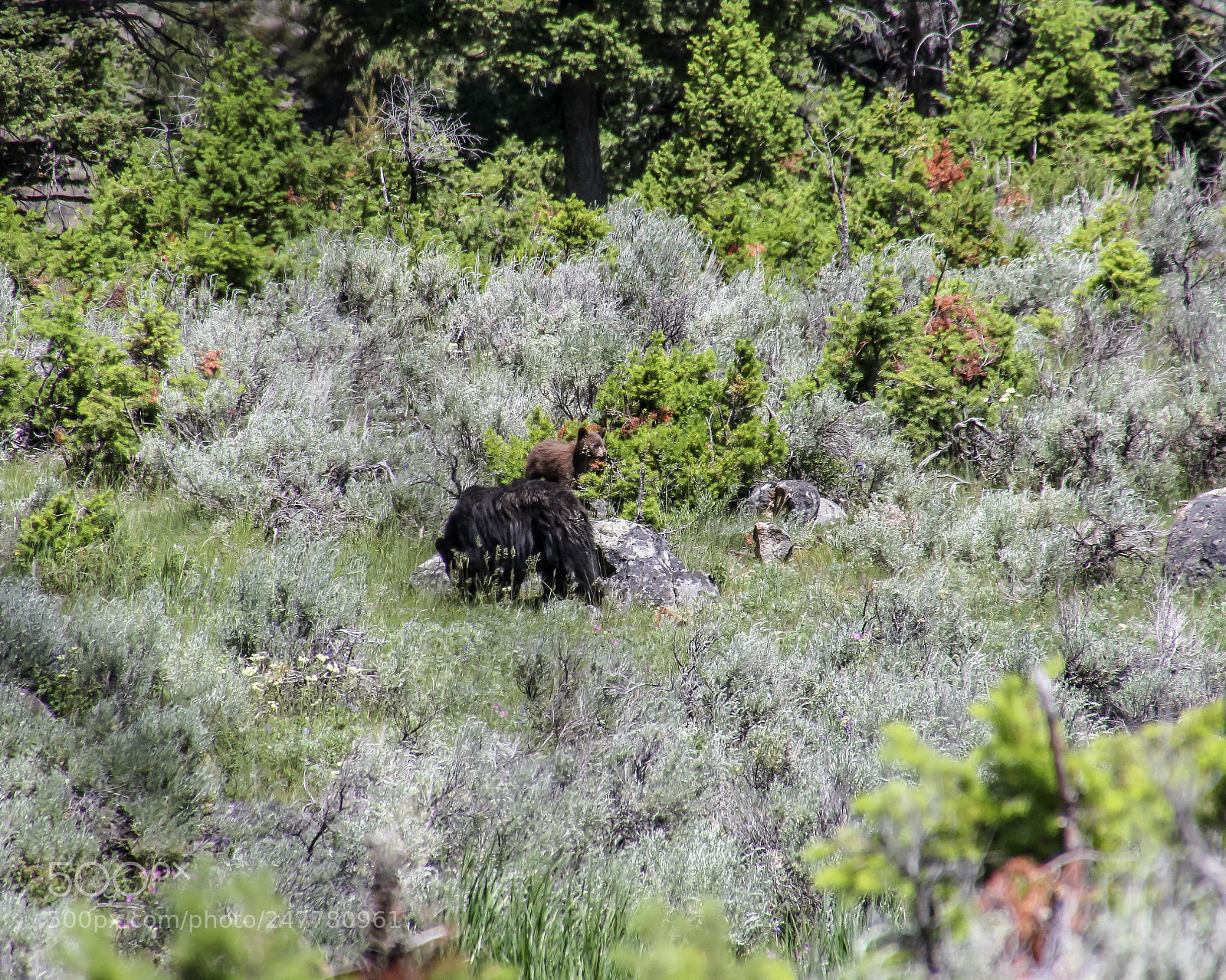 Canon EOS 1200D (EOS Rebel T5 / EOS Kiss X70 / EOS Hi) sample photo. Blackbear with cub photography