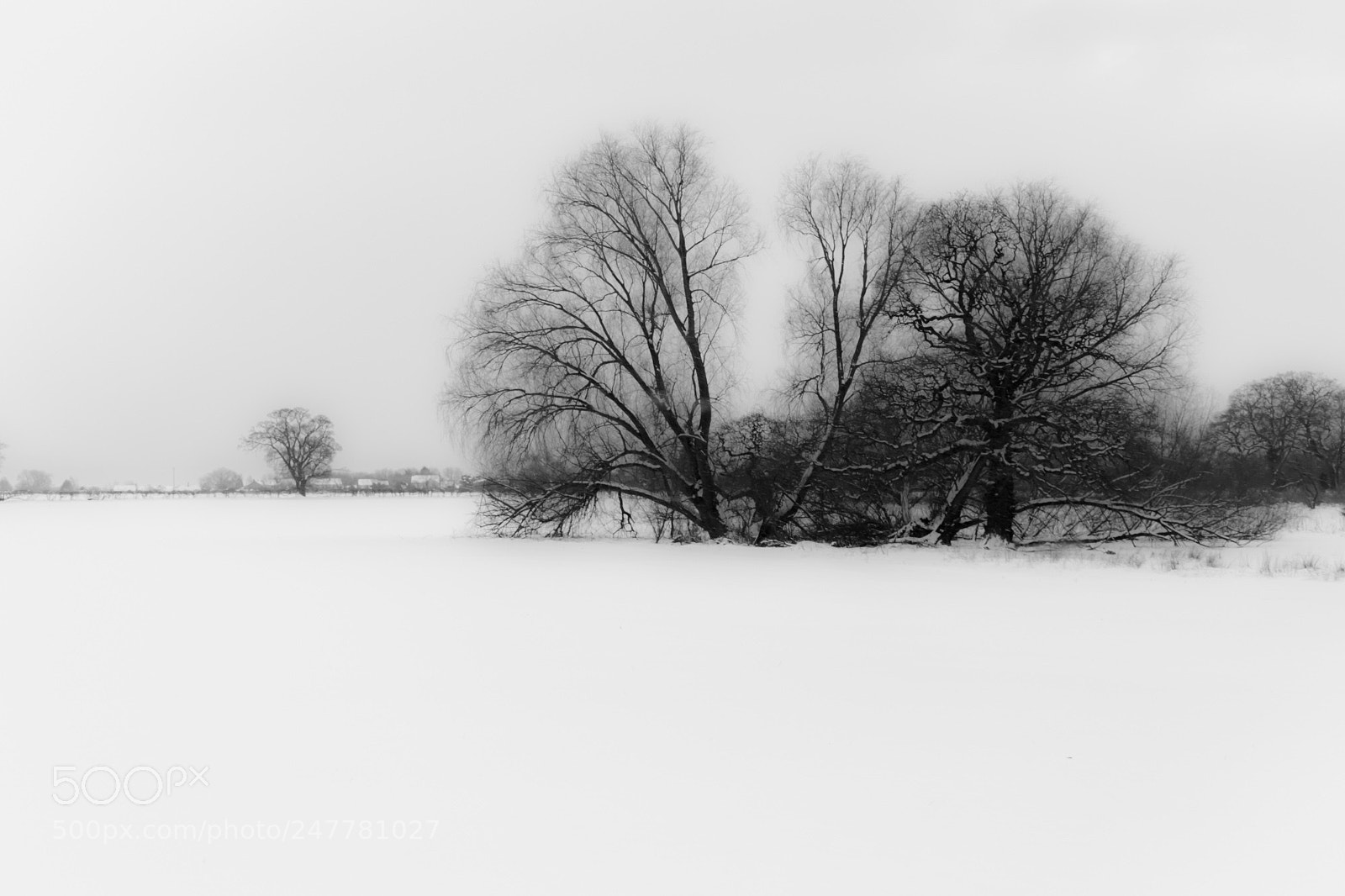 Nikon D5500 sample photo. Fallen tree in late photography