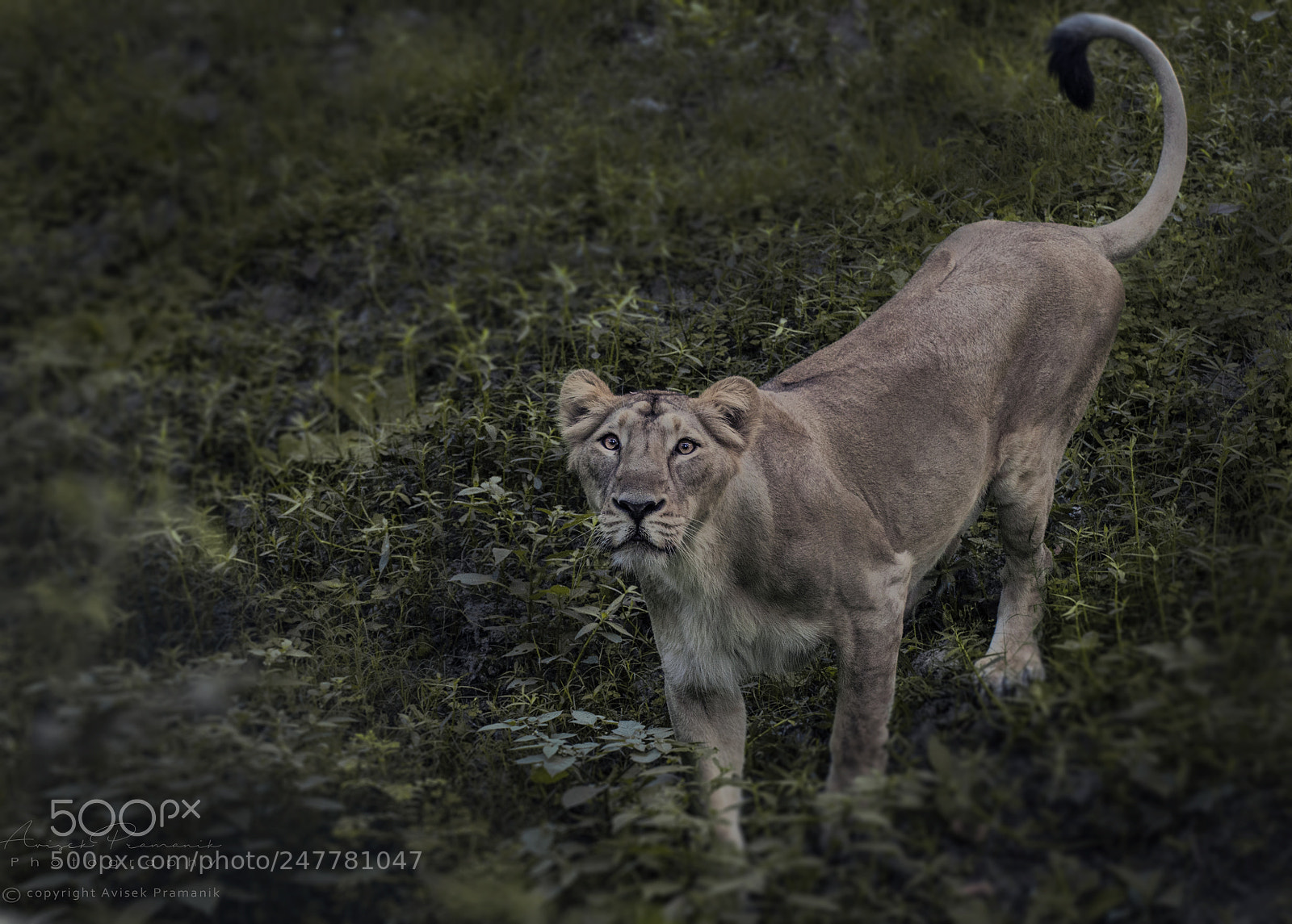 Nikon D5100 sample photo. The lion from zoo photography