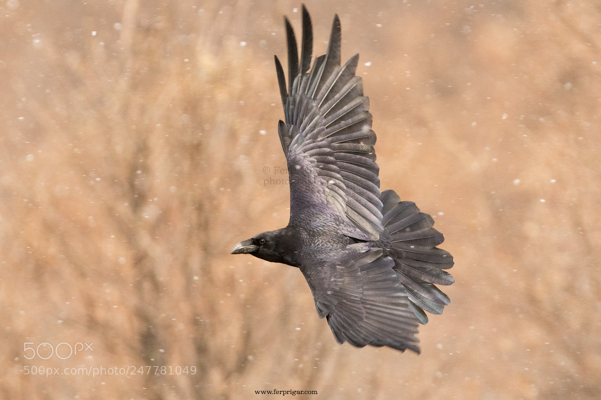 Canon EOS 7D Mark II sample photo. Flying in the snow photography