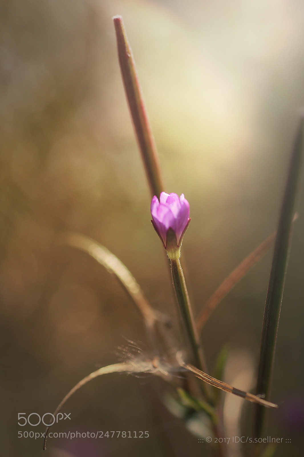 Canon EOS 1100D (EOS Rebel T3 / EOS Kiss X50) sample photo. If we can't photography