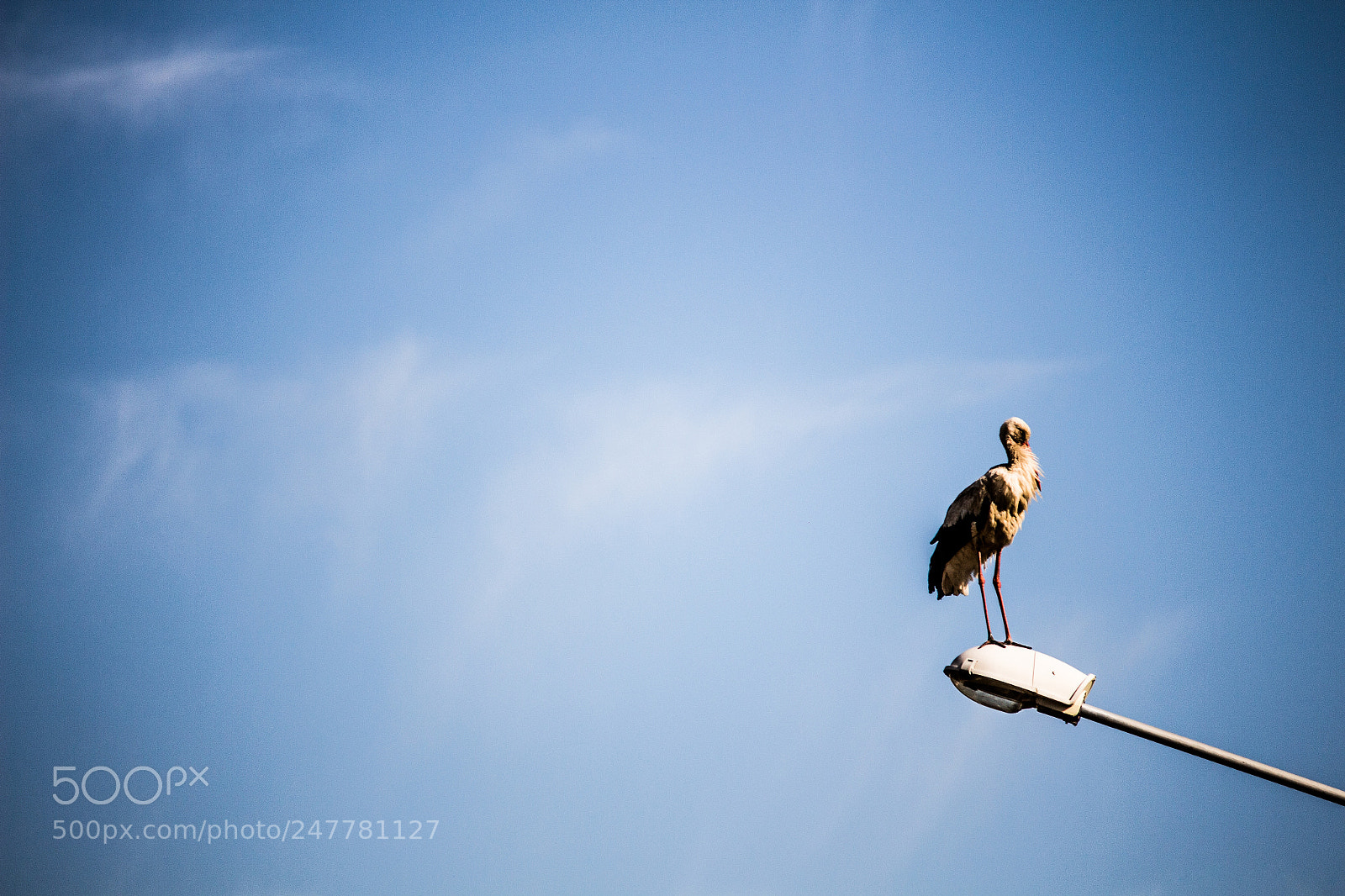 Canon EOS 700D (EOS Rebel T5i / EOS Kiss X7i) sample photo. The stork photography