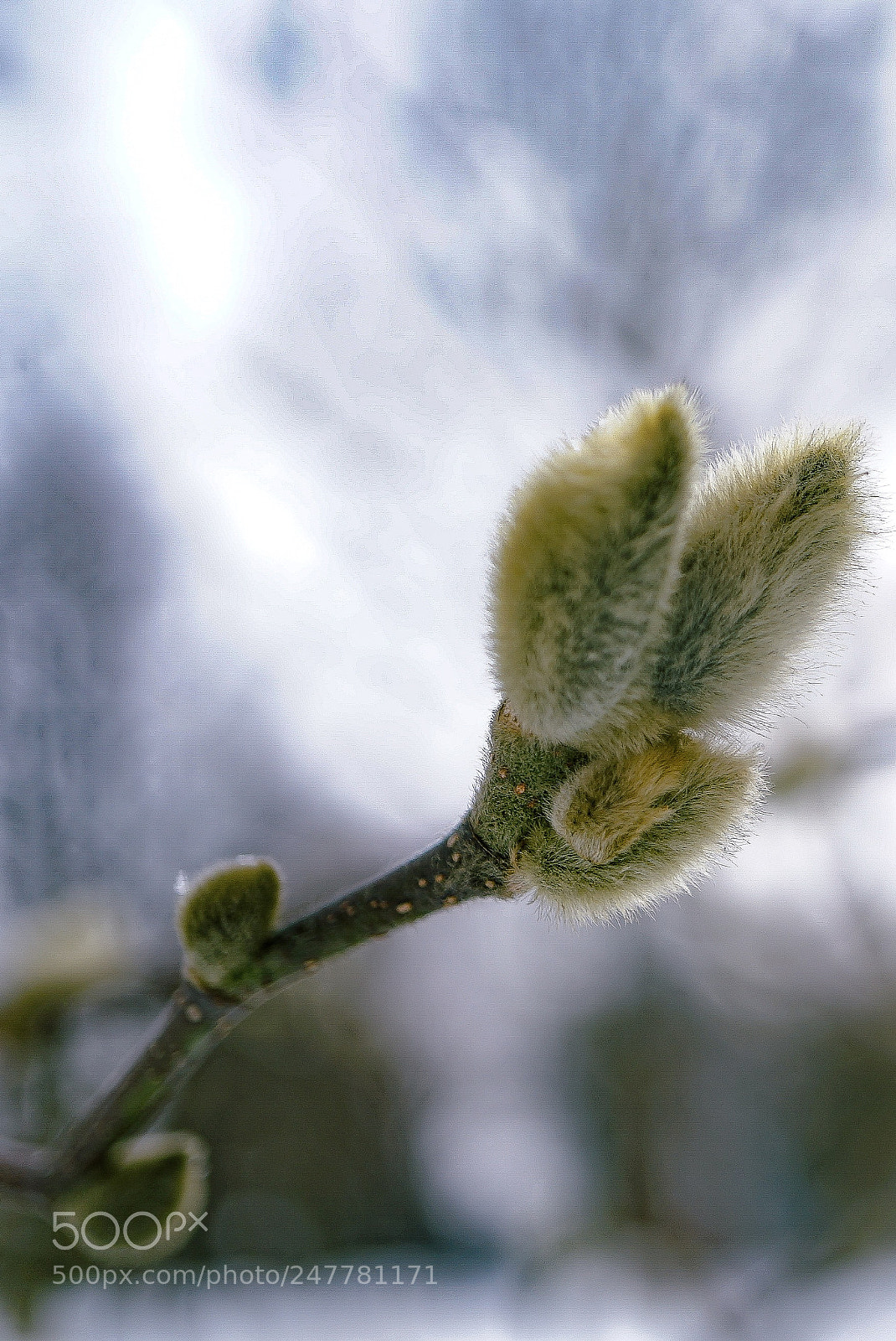 Sony a7 II sample photo. The power of nature photography