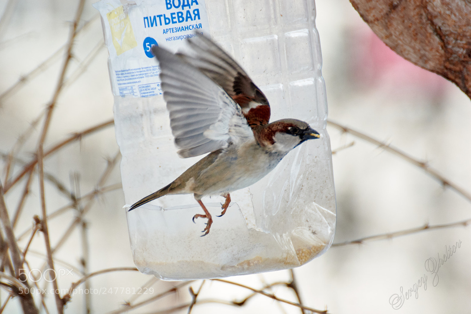 Nikon D7100 sample photo. Frozen photography