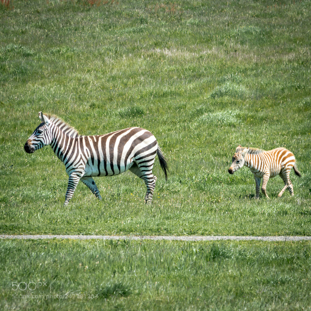 Nikon D7200 sample photo. California where zebras roam photography