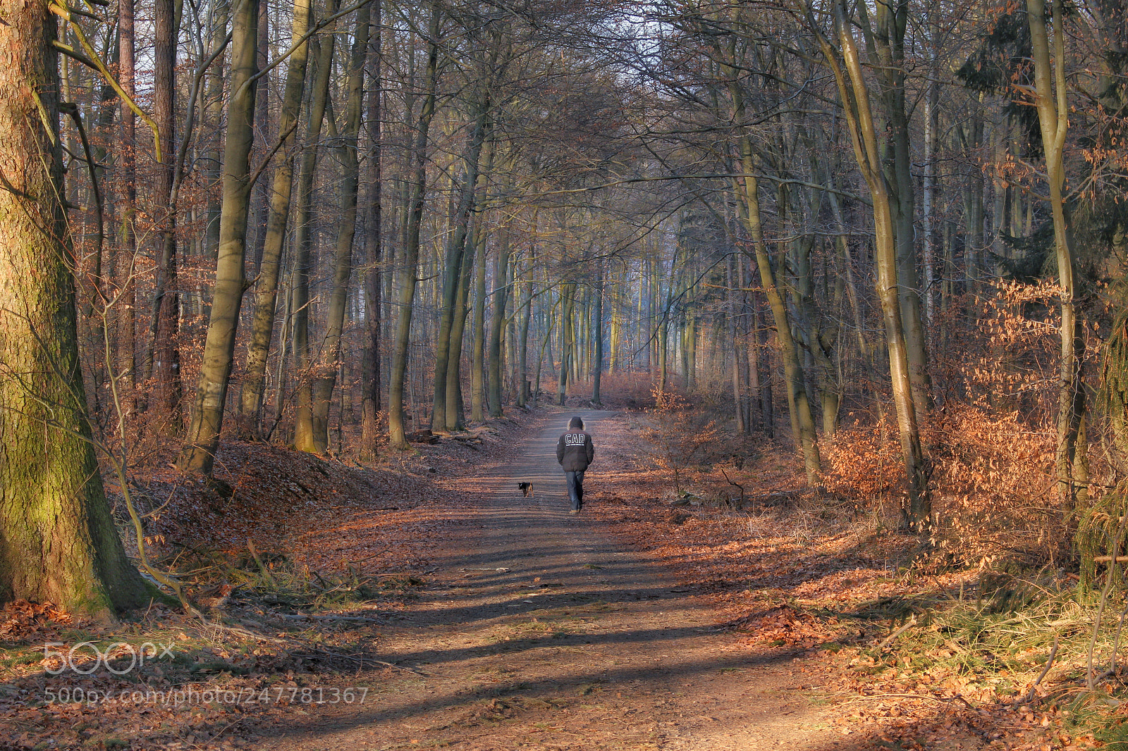 Canon EOS 700D (EOS Rebel T5i / EOS Kiss X7i) sample photo. Forest photography
