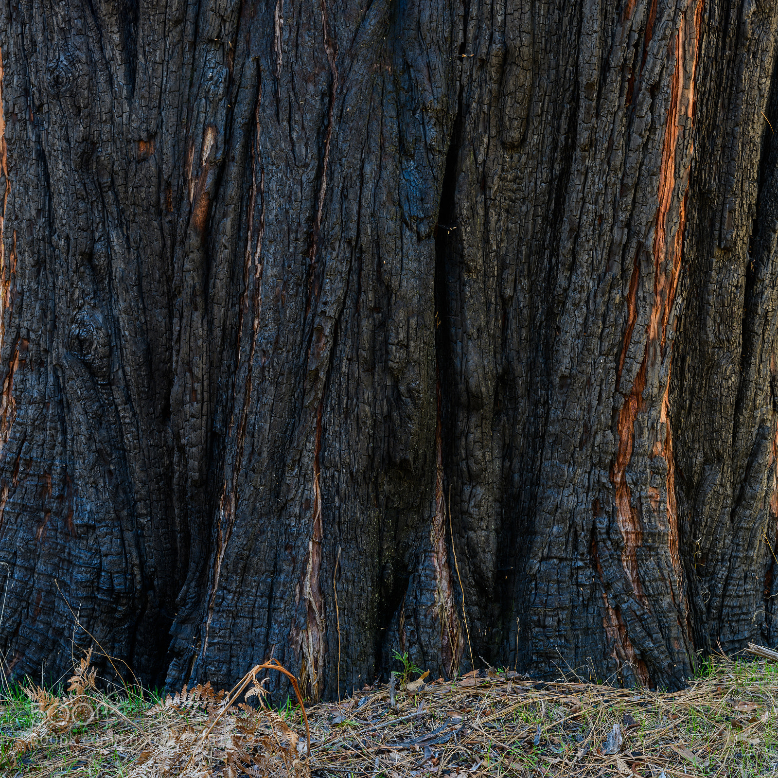 Nikon D850 sample photo. Tree trunk ! photography