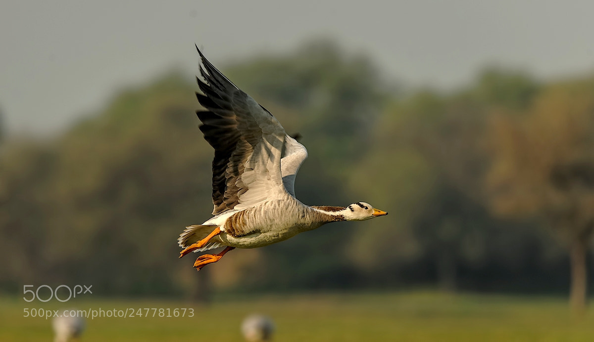 Nikon D700 sample photo. Bar-headed goose photography