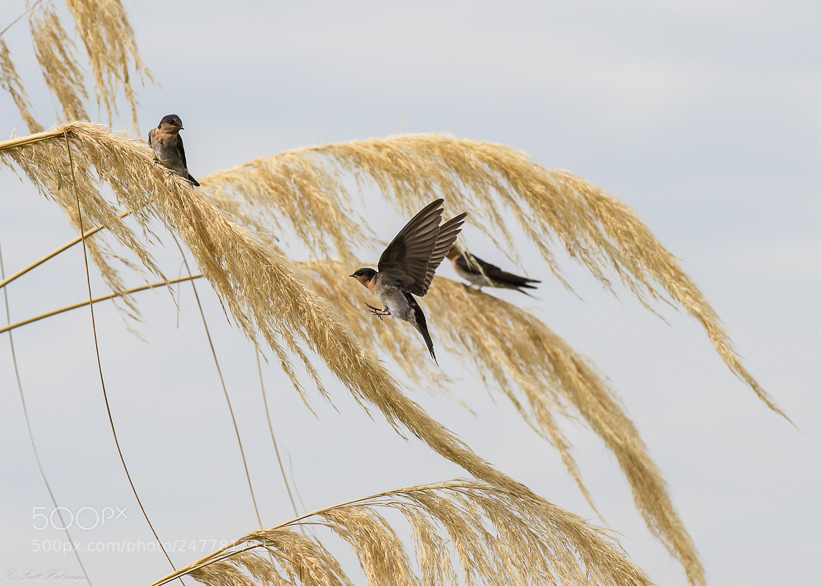 Canon EOS 7D Mark II sample photo. Welcome swallow's photography