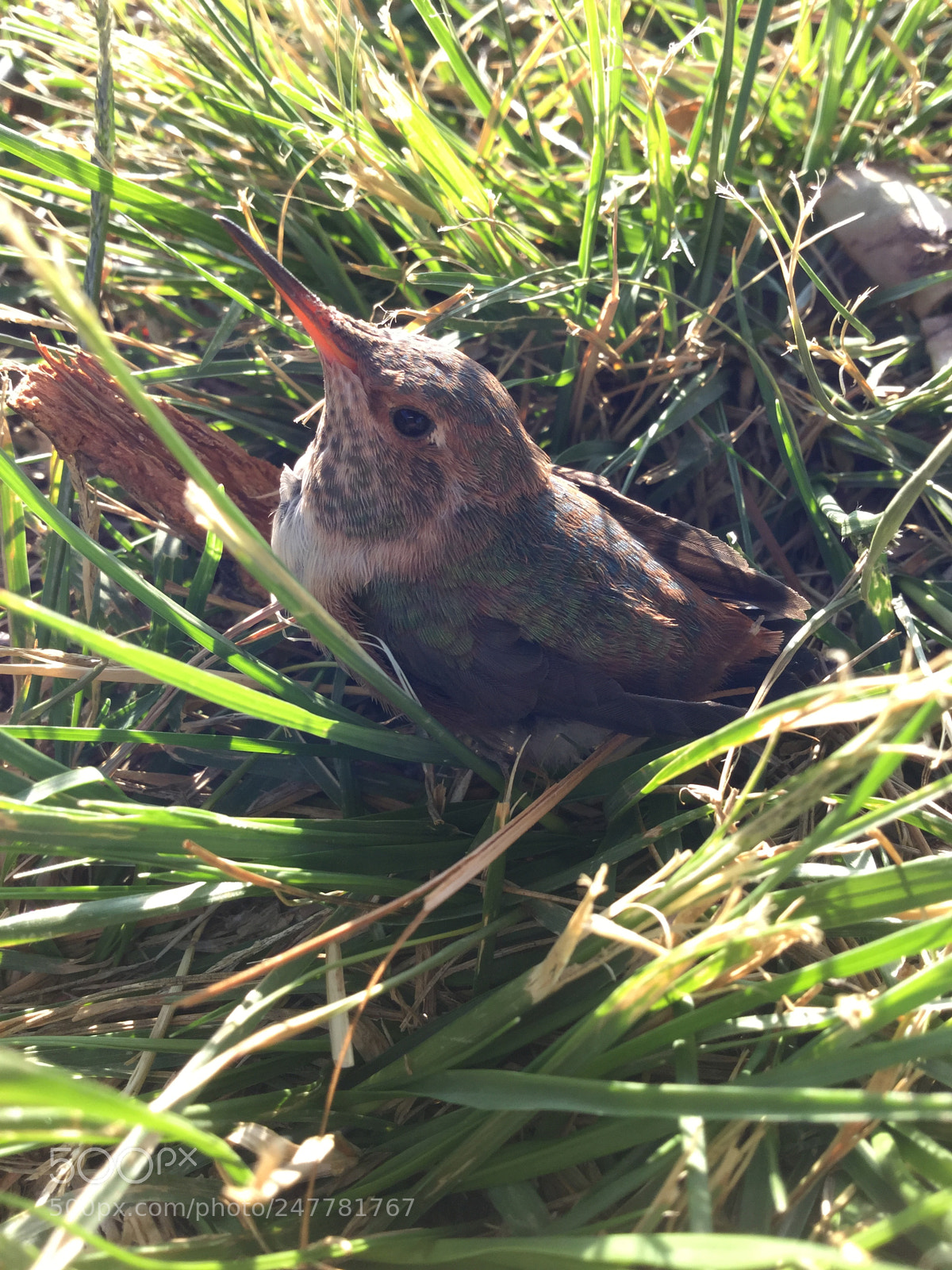 Apple iPod touch sample photo. Hurt hummingbird photography