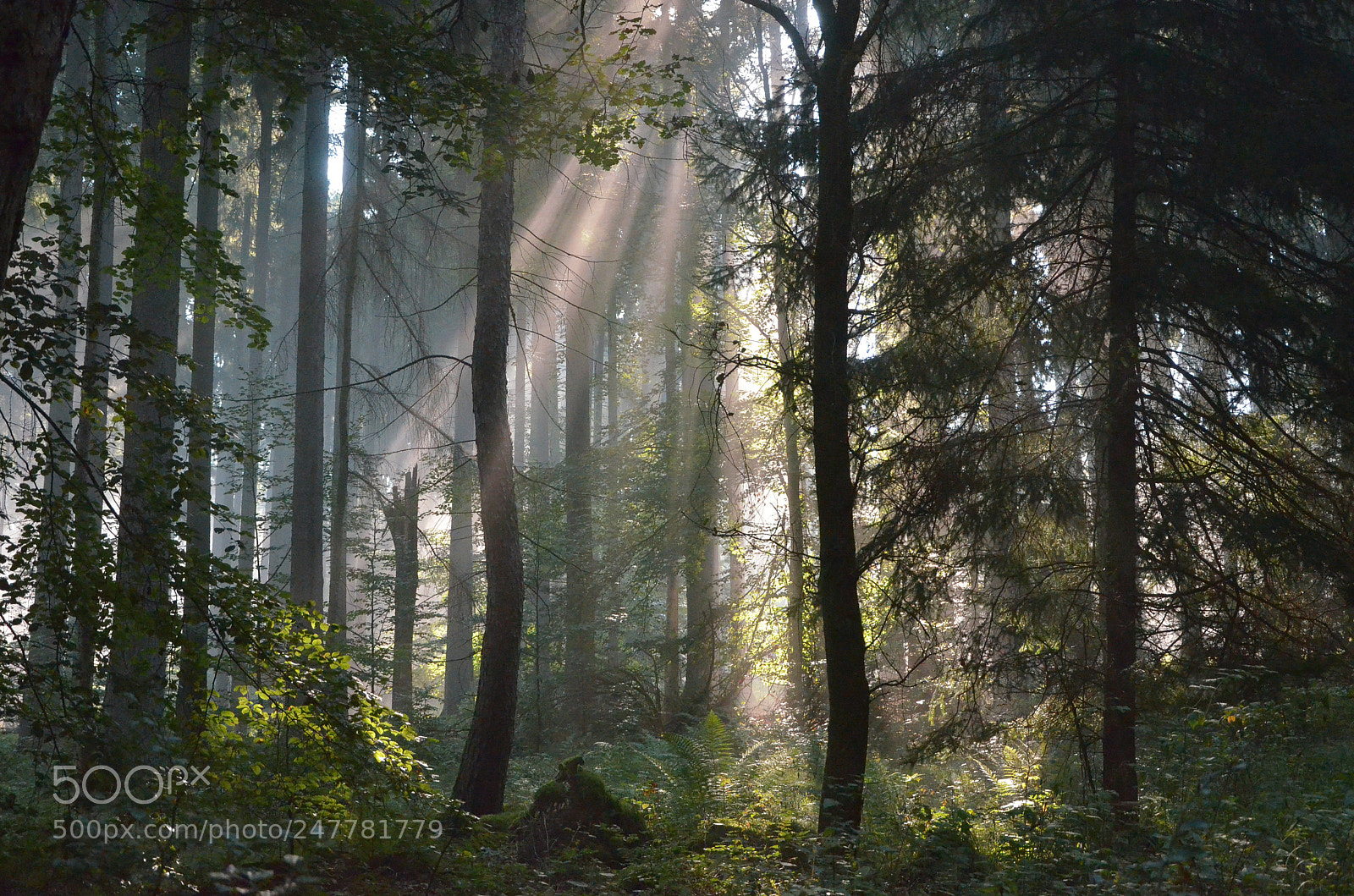 Nikon D5100 sample photo. A fairytale atmosphere photography