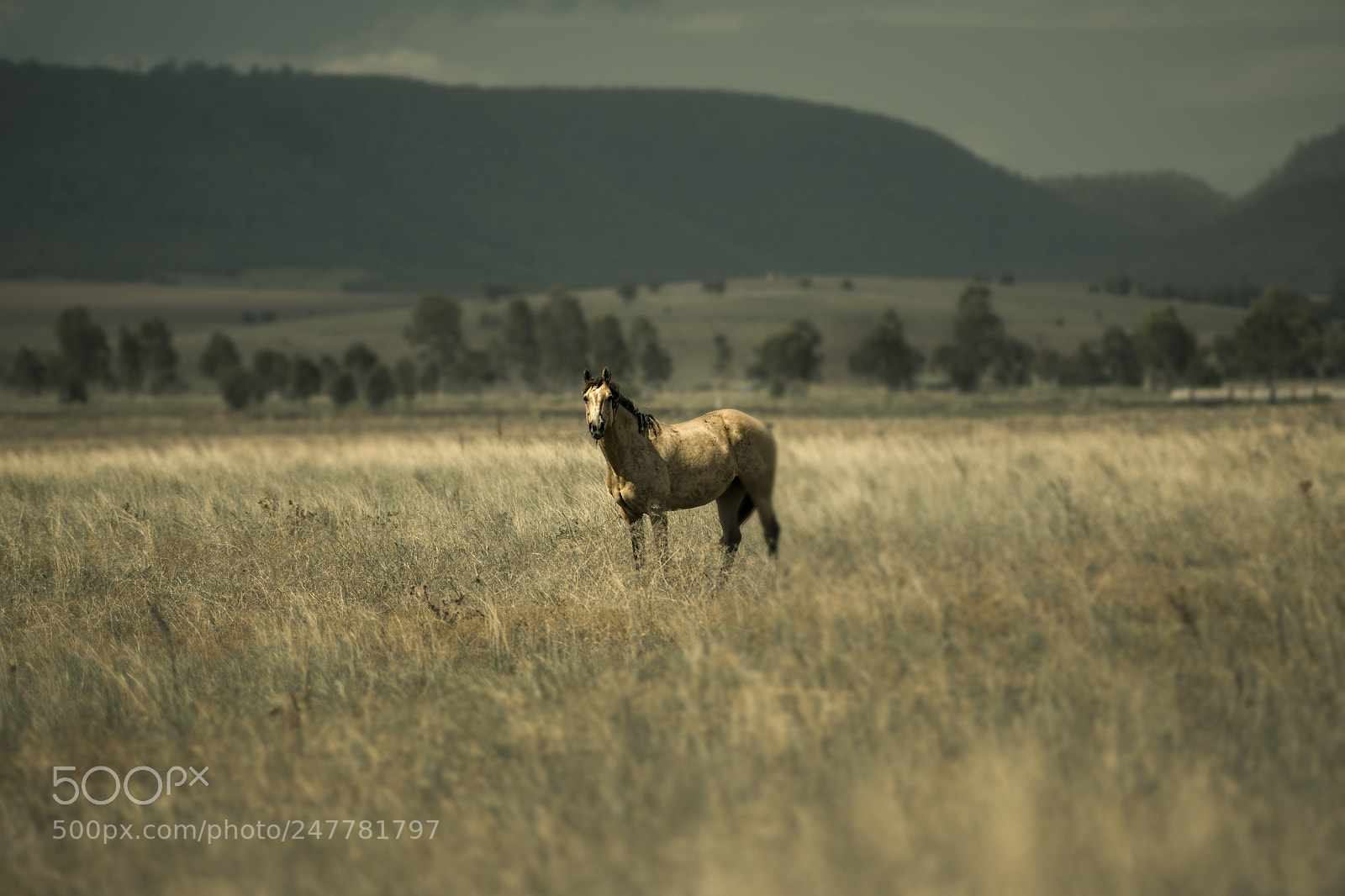 Nikon D800 sample photo. Australian horse in the photography