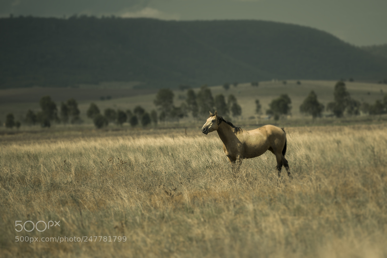 Nikon D800 sample photo. Australian horse in the photography