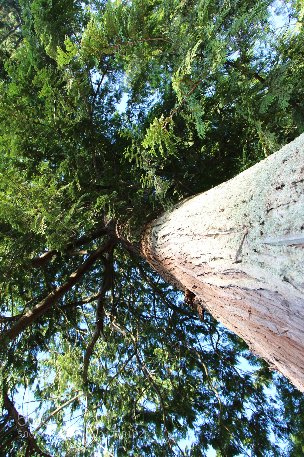 Canon EOS 700D (EOS Rebel T5i / EOS Kiss X7i) sample photo. Woods photography