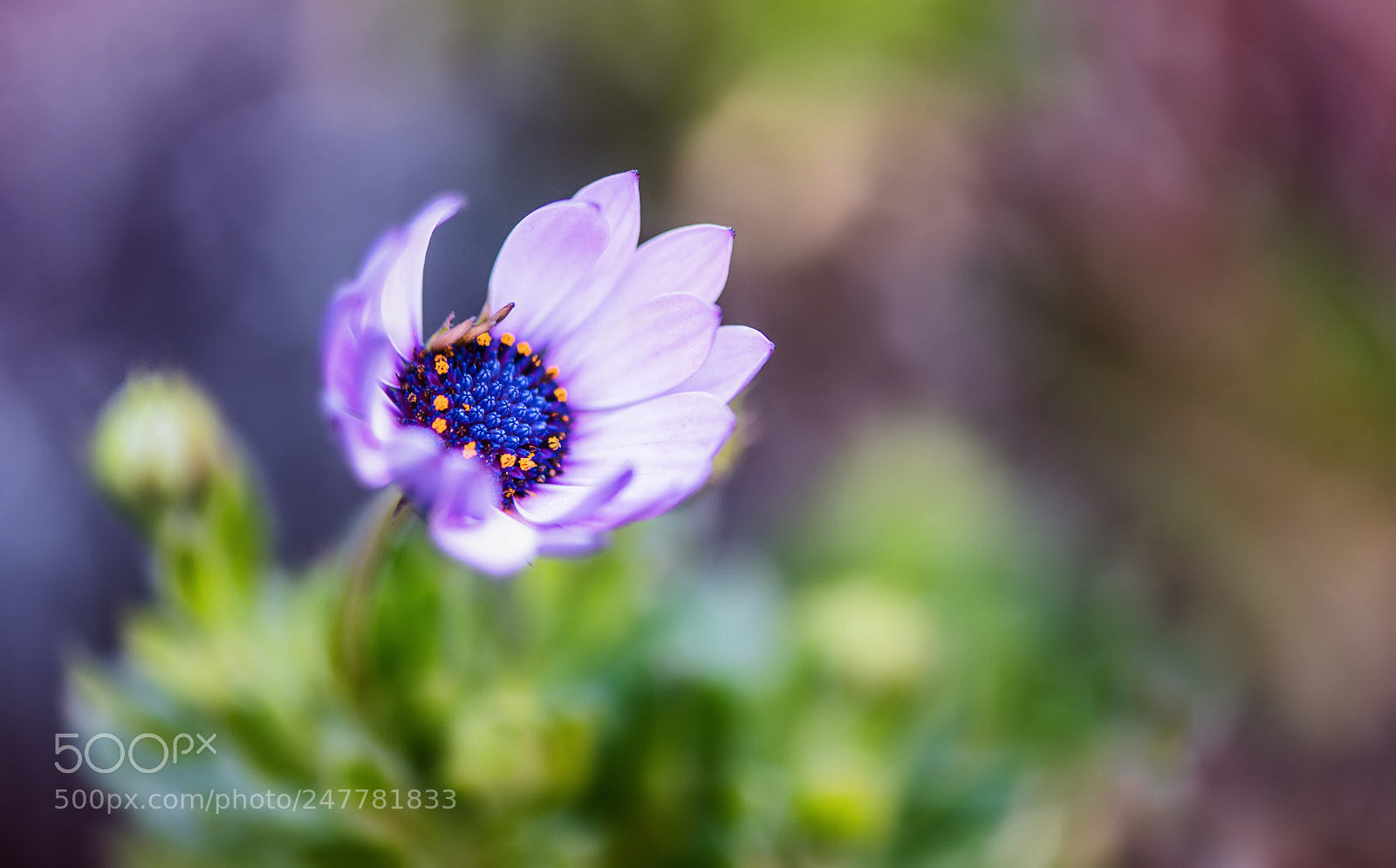 Nikon D850 sample photo. Reverse explosion of spring photography