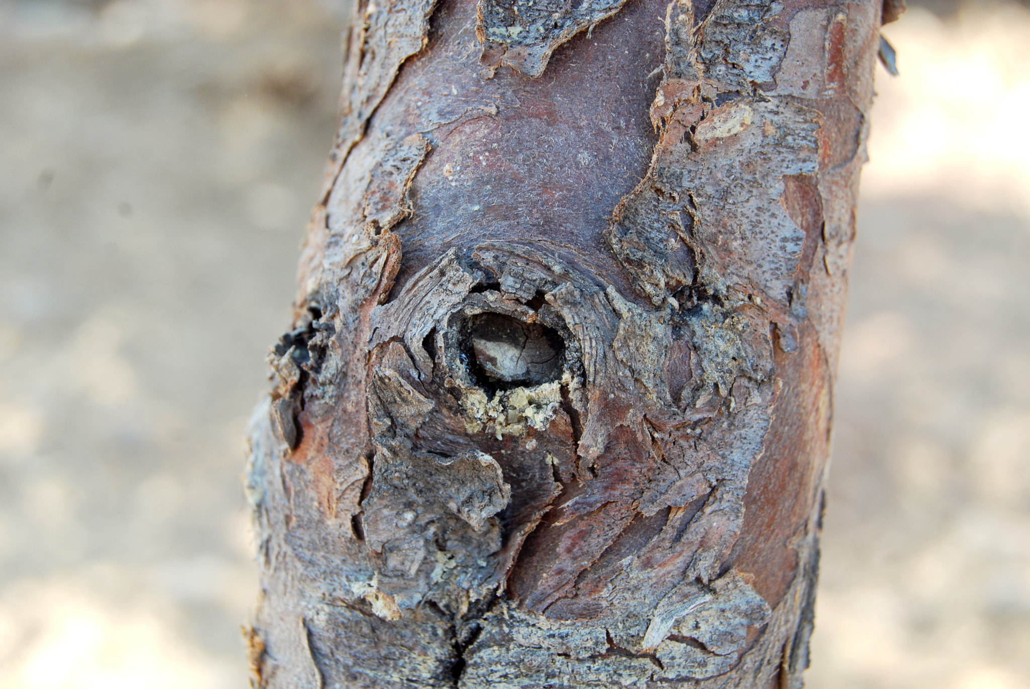 Nikon D40X sample photo. Good luck photography