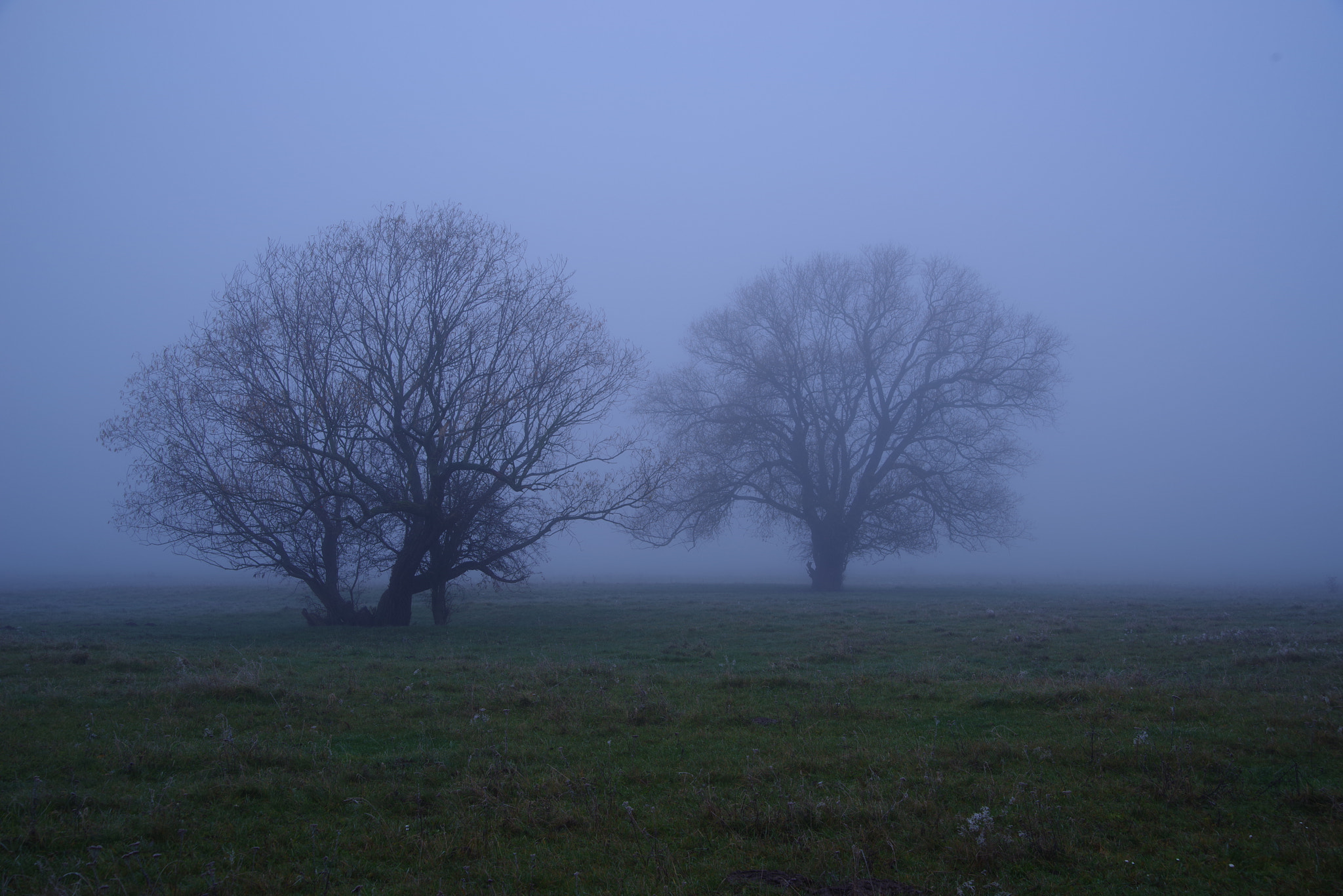 Pentax K-1 + Tamron AF 28-75mm F2.8 XR Di LD Aspherical (IF) sample photo. Trees in the fog photography