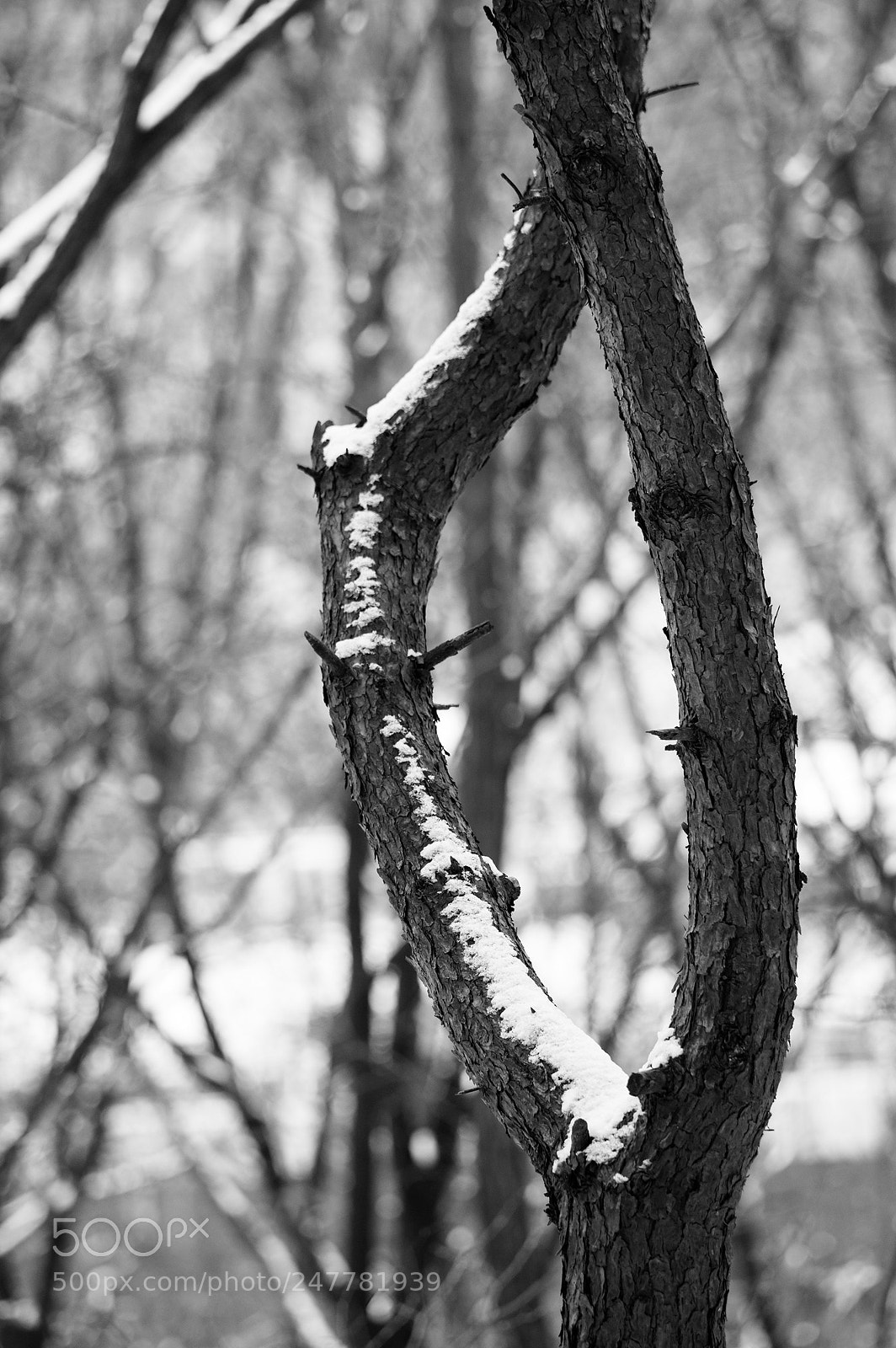 Pentax K-3 sample photo. Coexistence photography