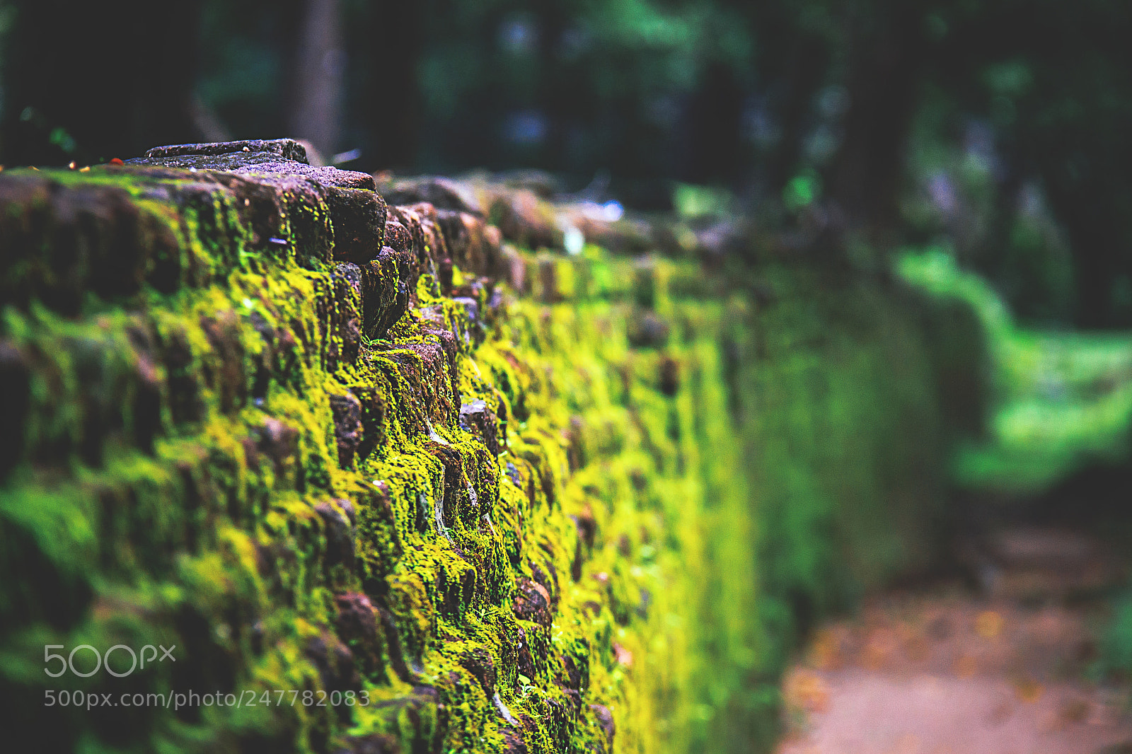 Canon EOS 600D (Rebel EOS T3i / EOS Kiss X5) sample photo. The forgotten temple, sri photography