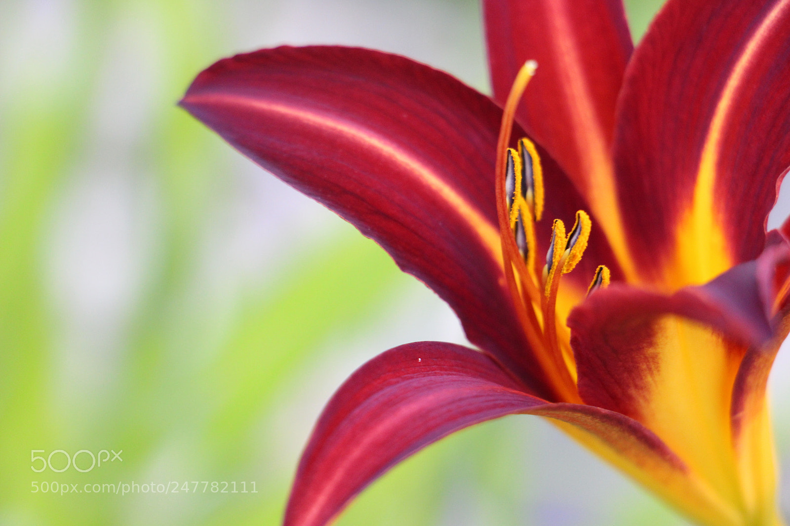 Canon EOS 700D (EOS Rebel T5i / EOS Kiss X7i) sample photo. Flower photography